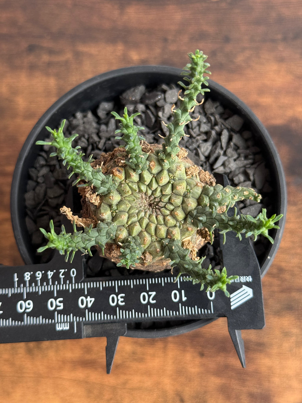 【発根済】ユーフォルビア・ガトベルゲンシス 鷲卵丸 C4