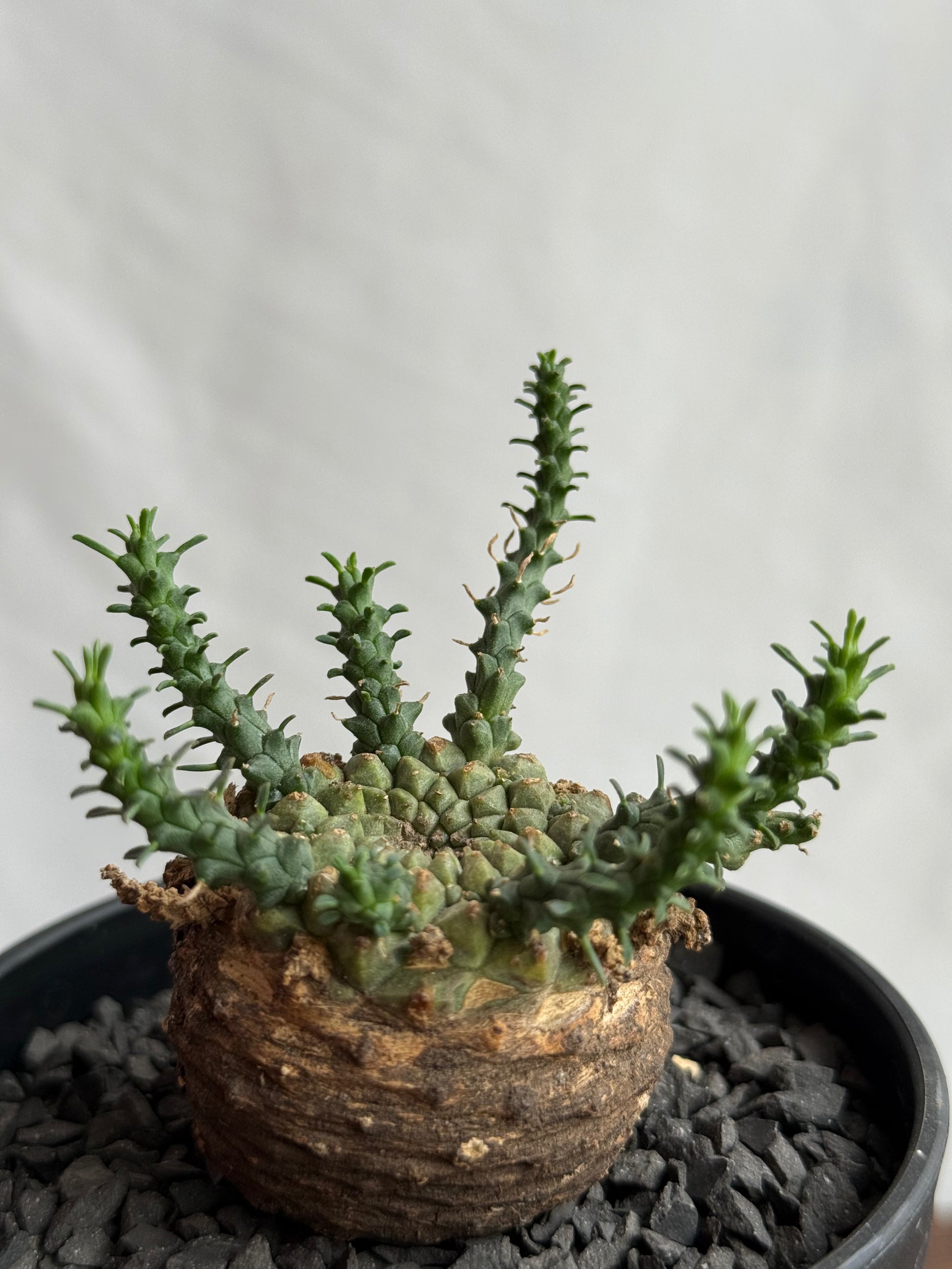 【発根済】ユーフォルビア・ガトベルゲンシス 鷲卵丸 C4