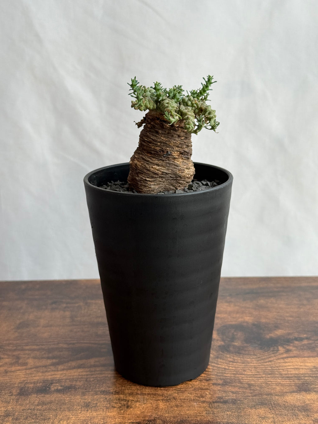 【発根済】ユーフォルビア・ガトベルゲンシス 鷲卵丸 C7