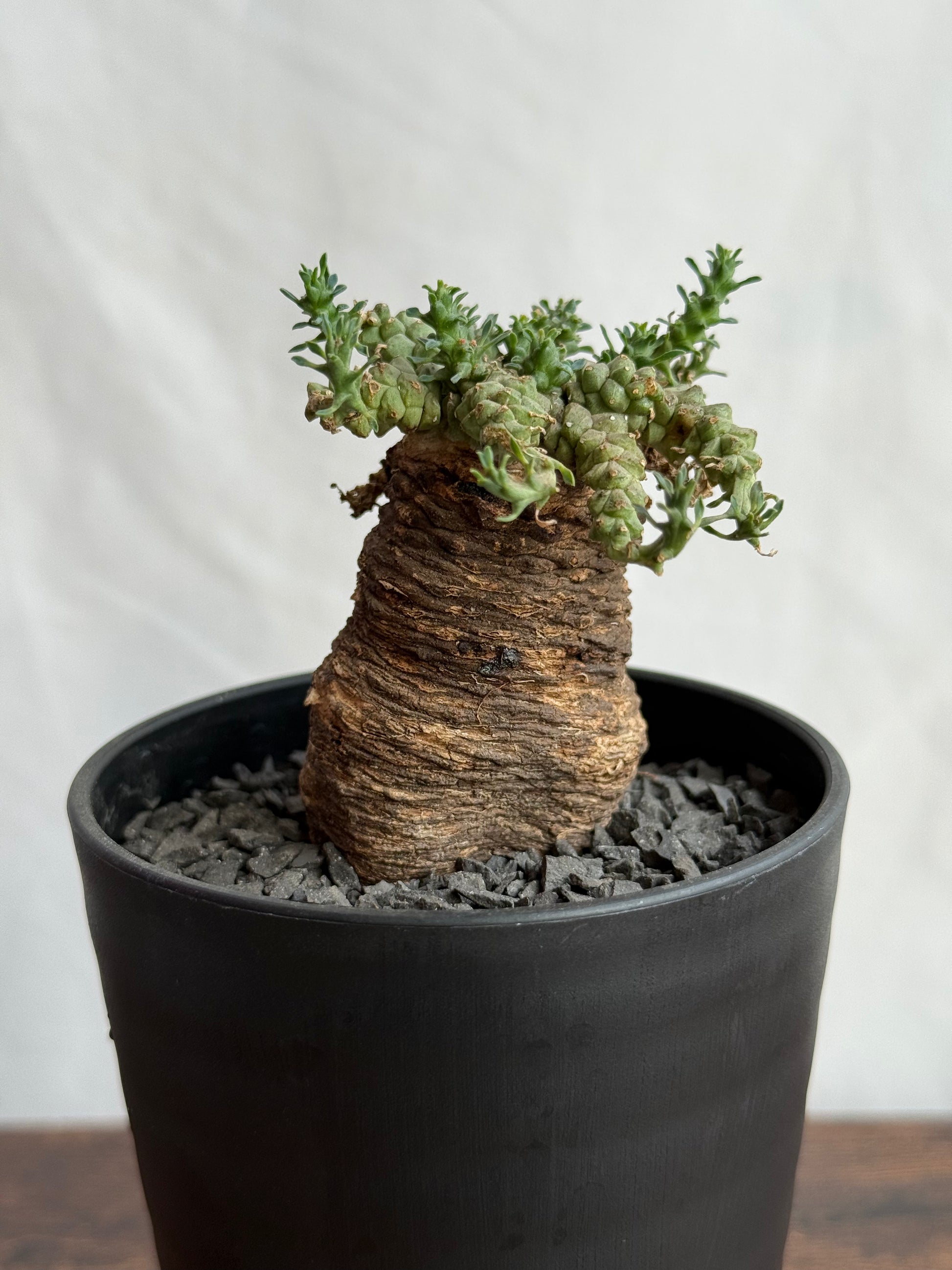 【発根済】ユーフォルビア・ガトベルゲンシス 鷲卵丸 C7