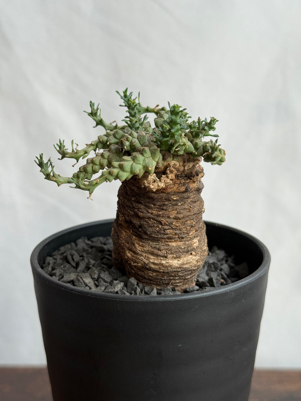 【発根済】ユーフォルビア・ガトベルゲンシス 鷲卵丸 C7