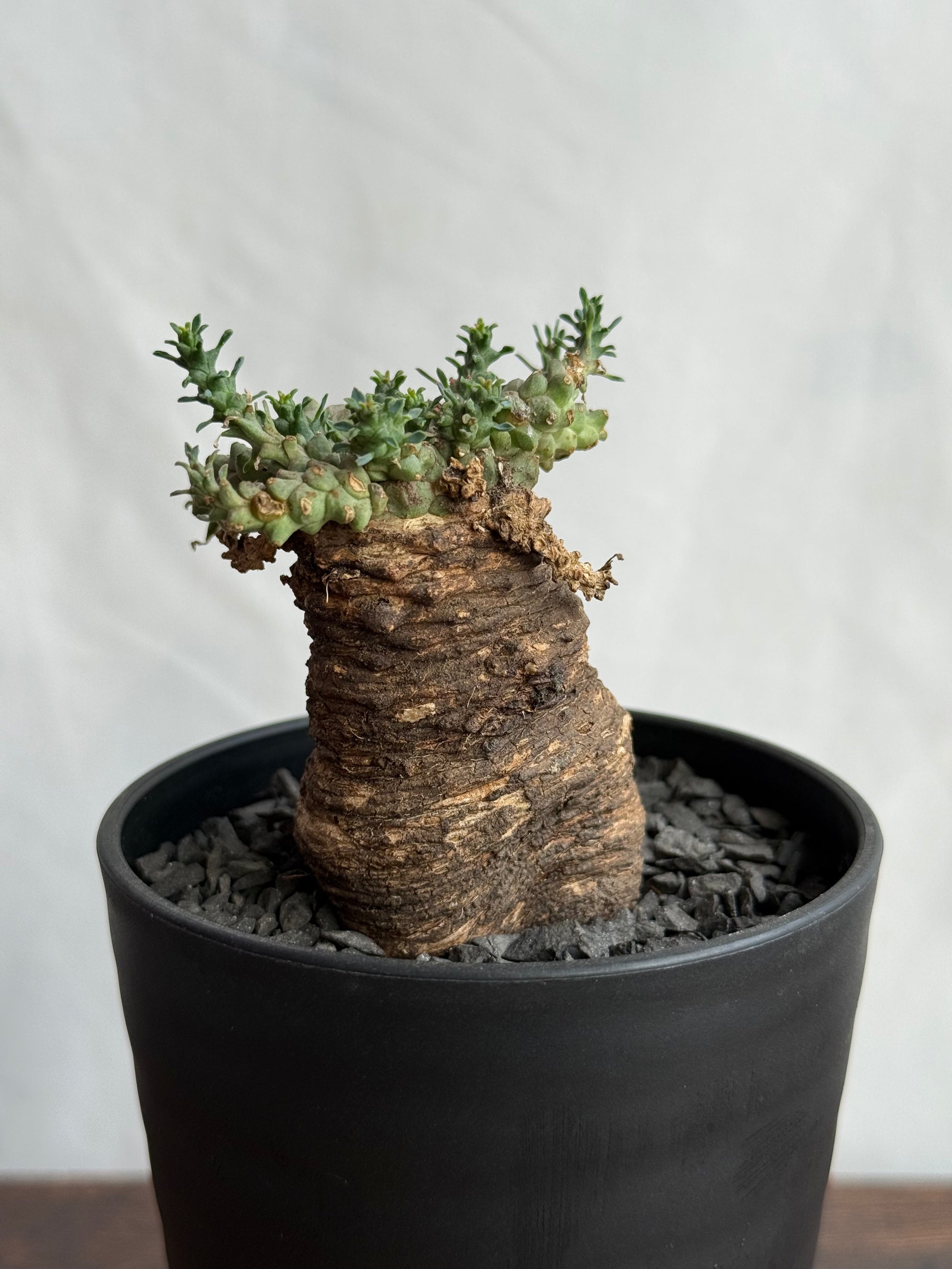 【発根済】ユーフォルビア・ガトベルゲンシス 鷲卵丸 C7