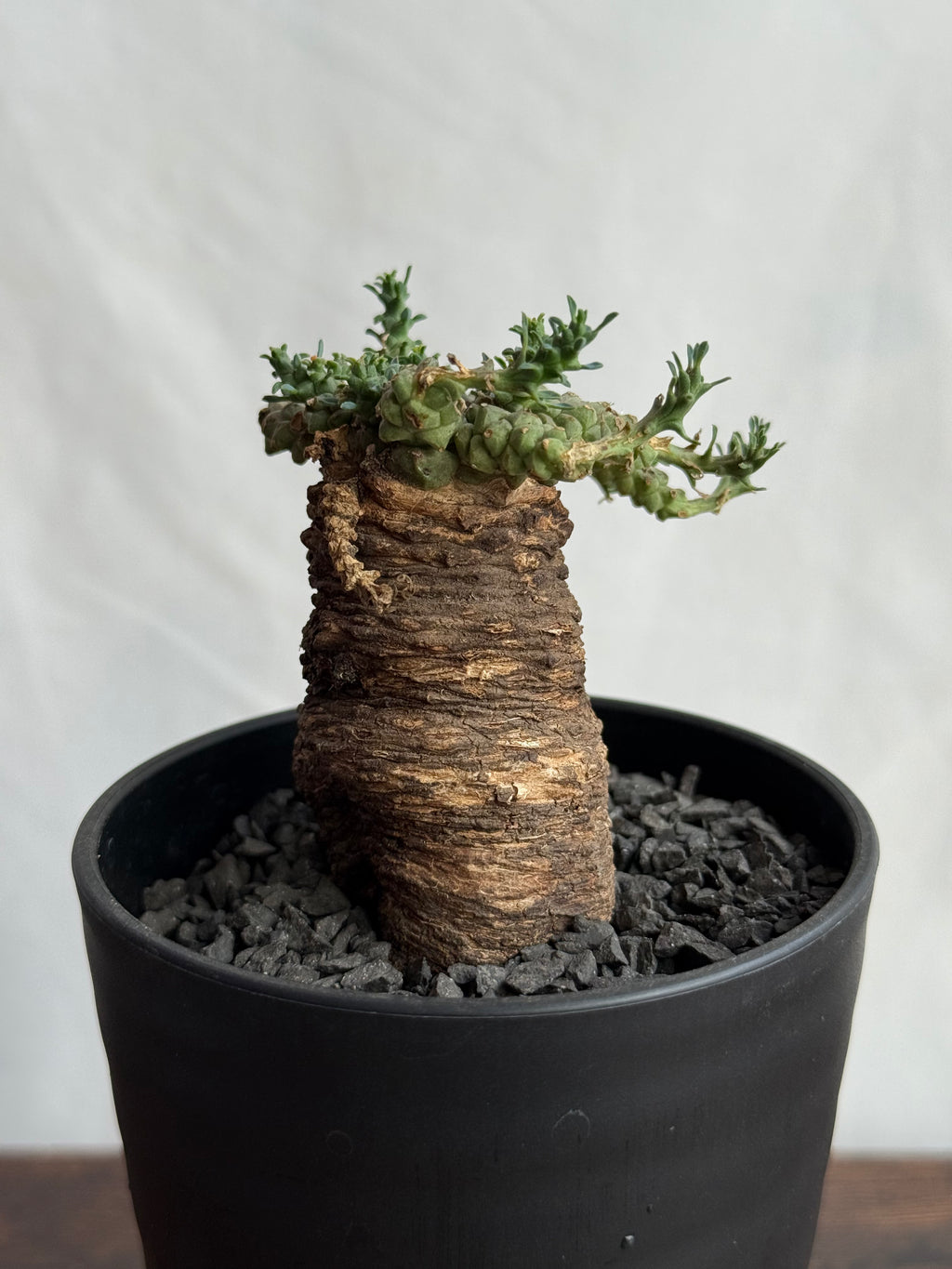 【発根済】ユーフォルビア・ガトベルゲンシス 鷲卵丸 C7