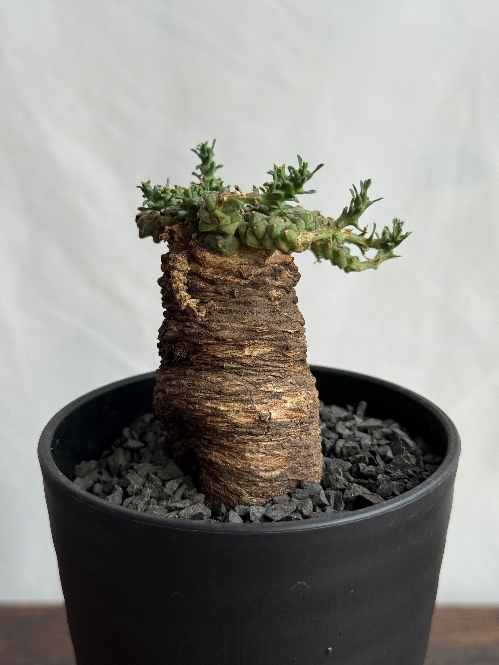 【発根済】ユーフォルビア・ガトベルゲンシス 鷲卵丸 C7