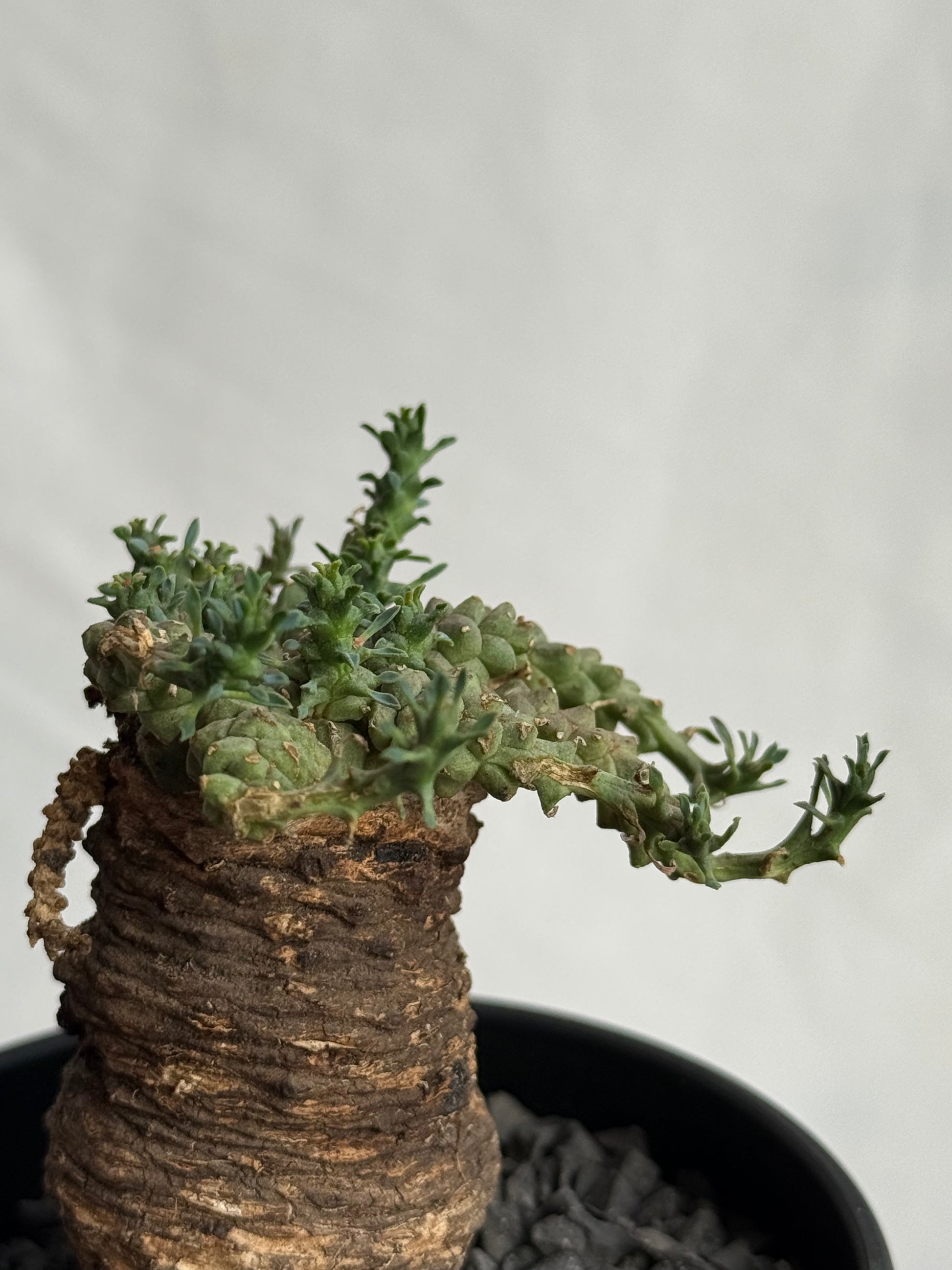 【発根済】ユーフォルビア・ガトベルゲンシス 鷲卵丸 C7