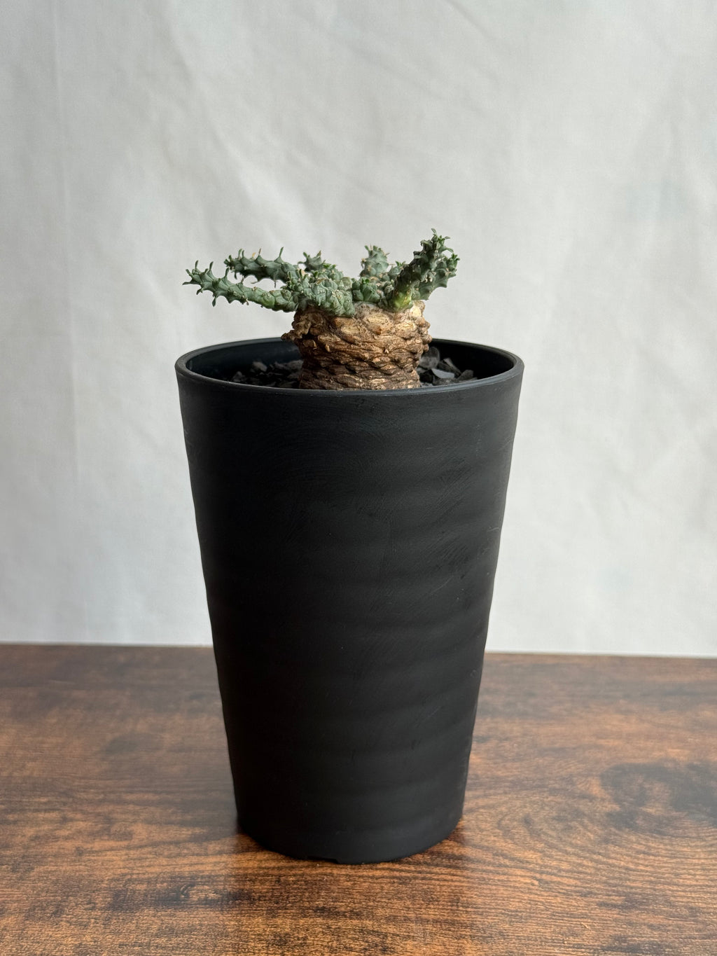 【発根済】ユーフォルビア・ガトベルゲンシス 鷲卵丸 C8