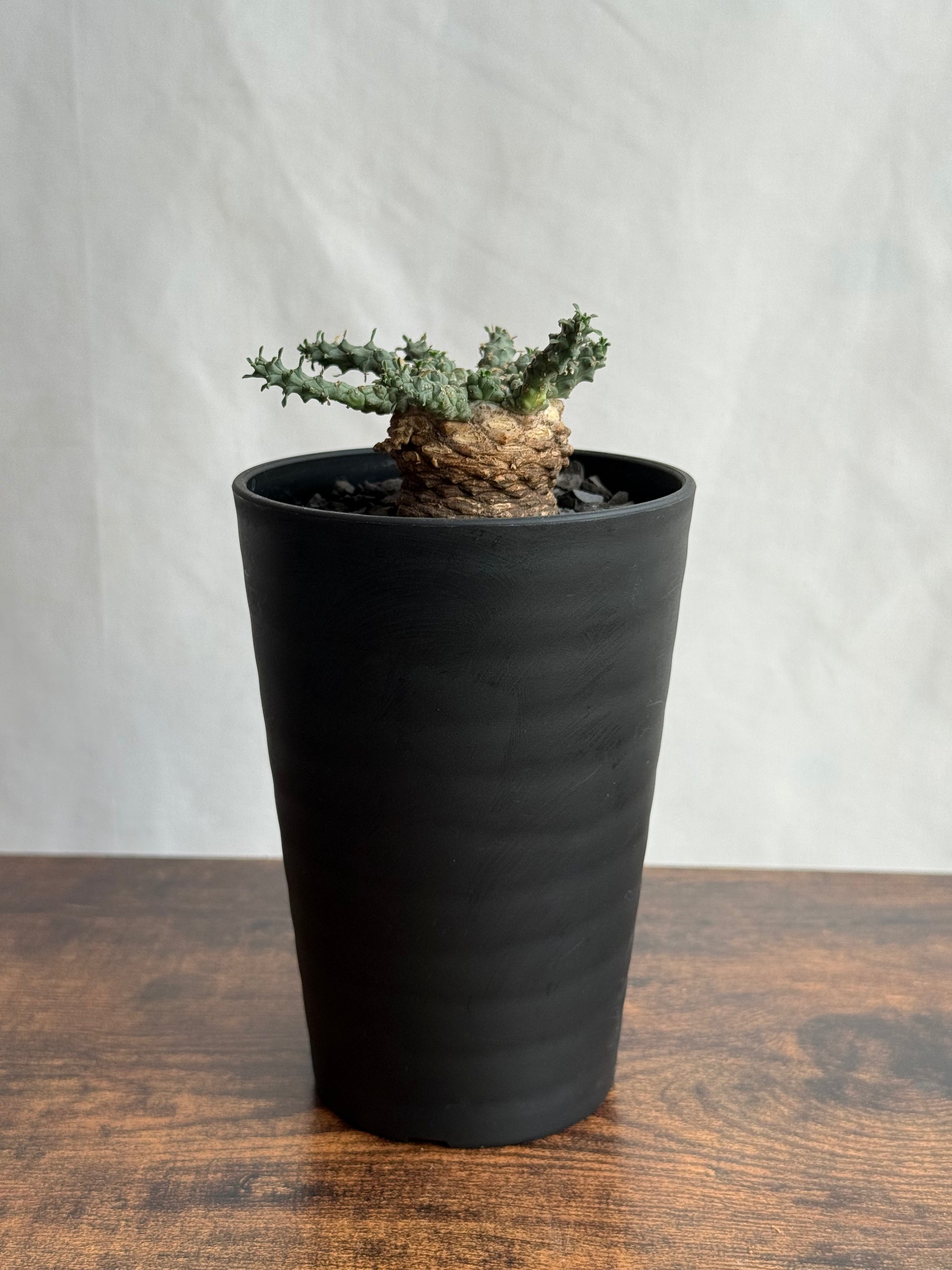 【発根済】ユーフォルビア・ガトベルゲンシス 鷲卵丸 C8