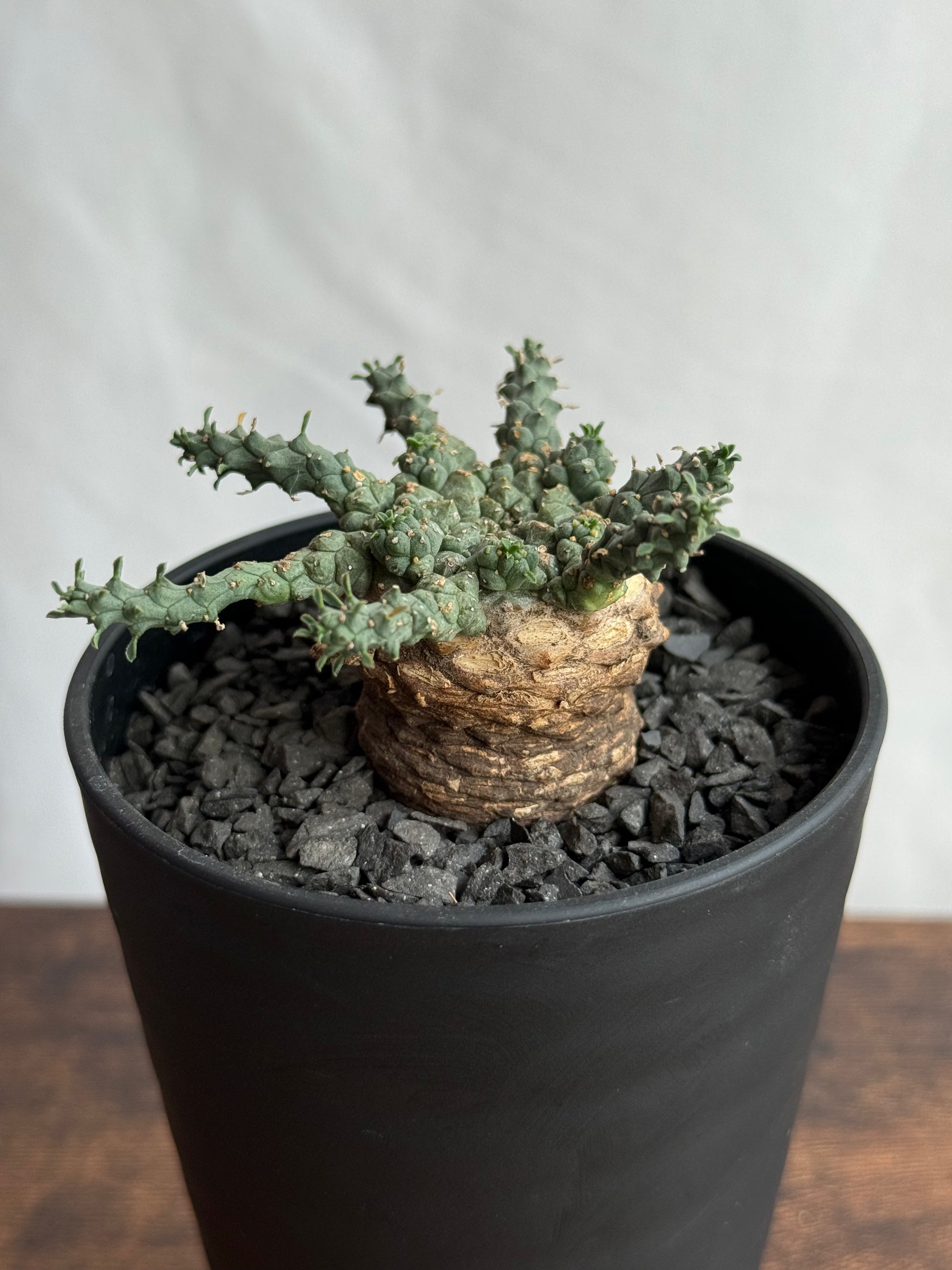 【発根済】ユーフォルビア・ガトベルゲンシス 鷲卵丸 C8