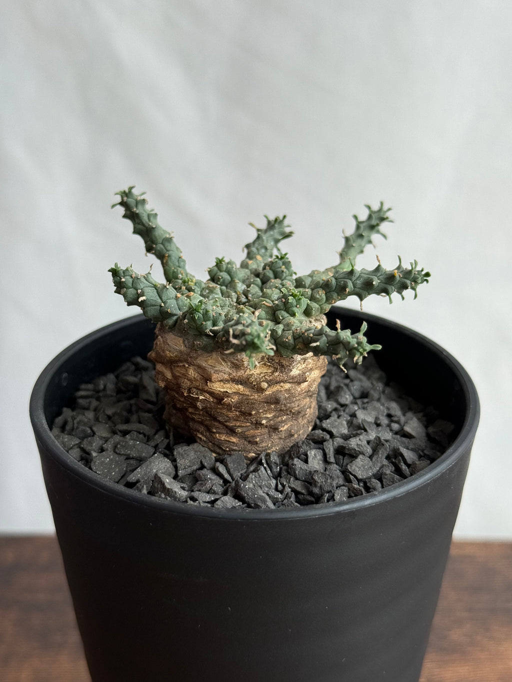 【発根済】ユーフォルビア・ガトベルゲンシス 鷲卵丸 C8