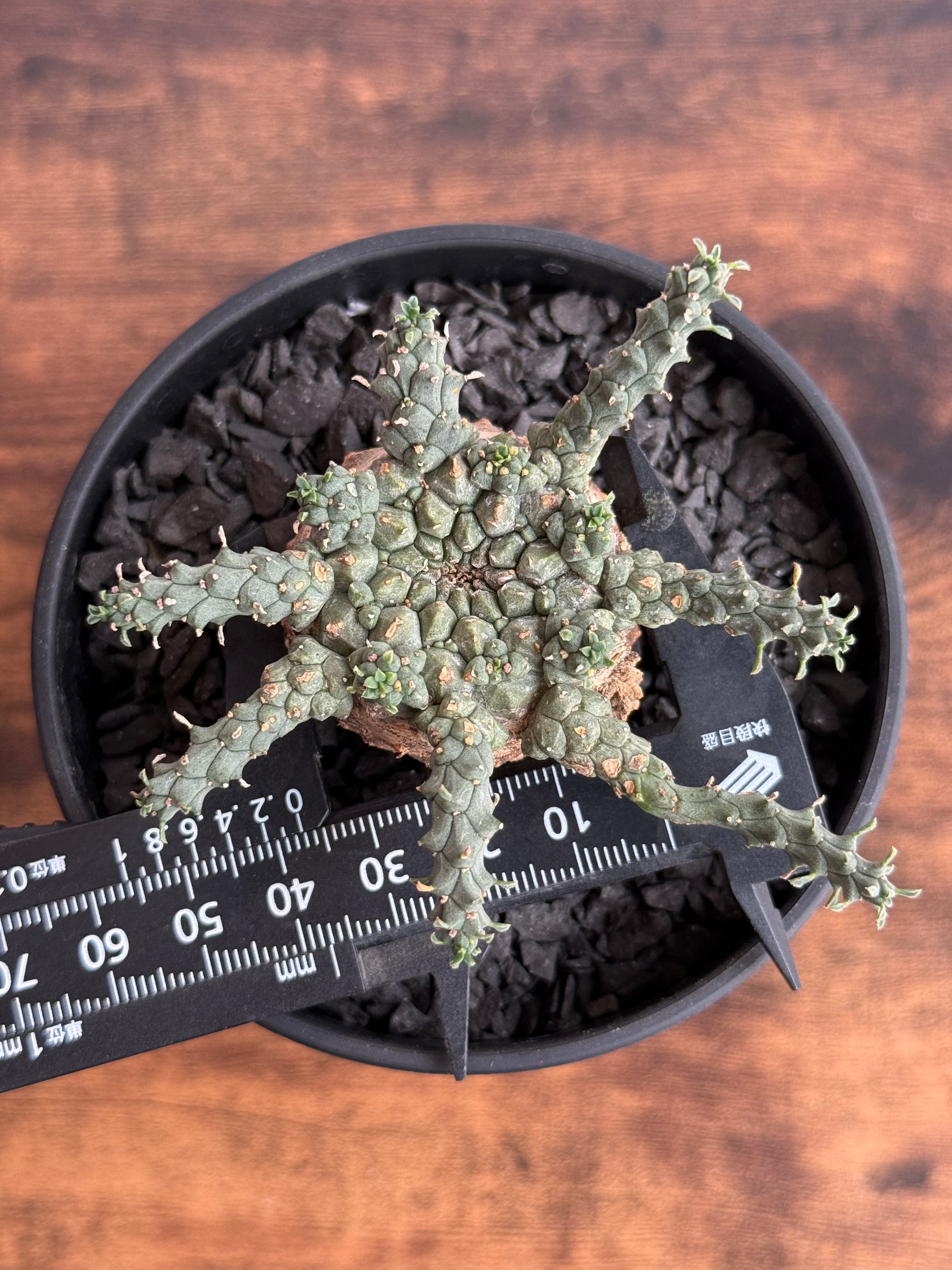 【発根済】ユーフォルビア・ガトベルゲンシス 鷲卵丸 C8