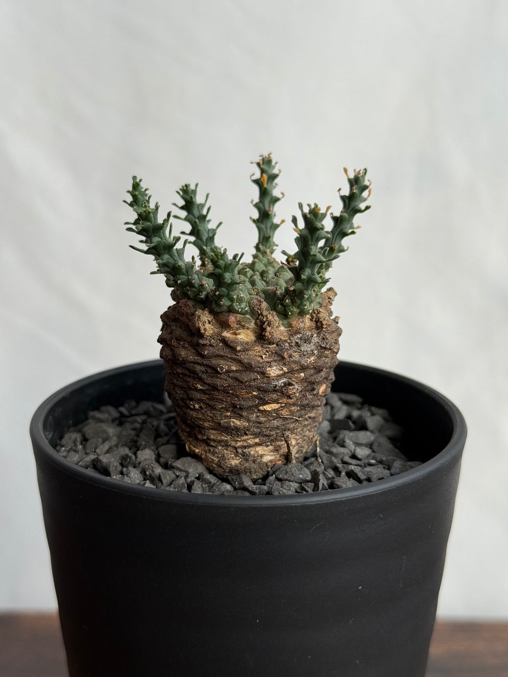 【発根済】ユーフォルビア・ガトベルゲンシス 鷲卵丸 C9