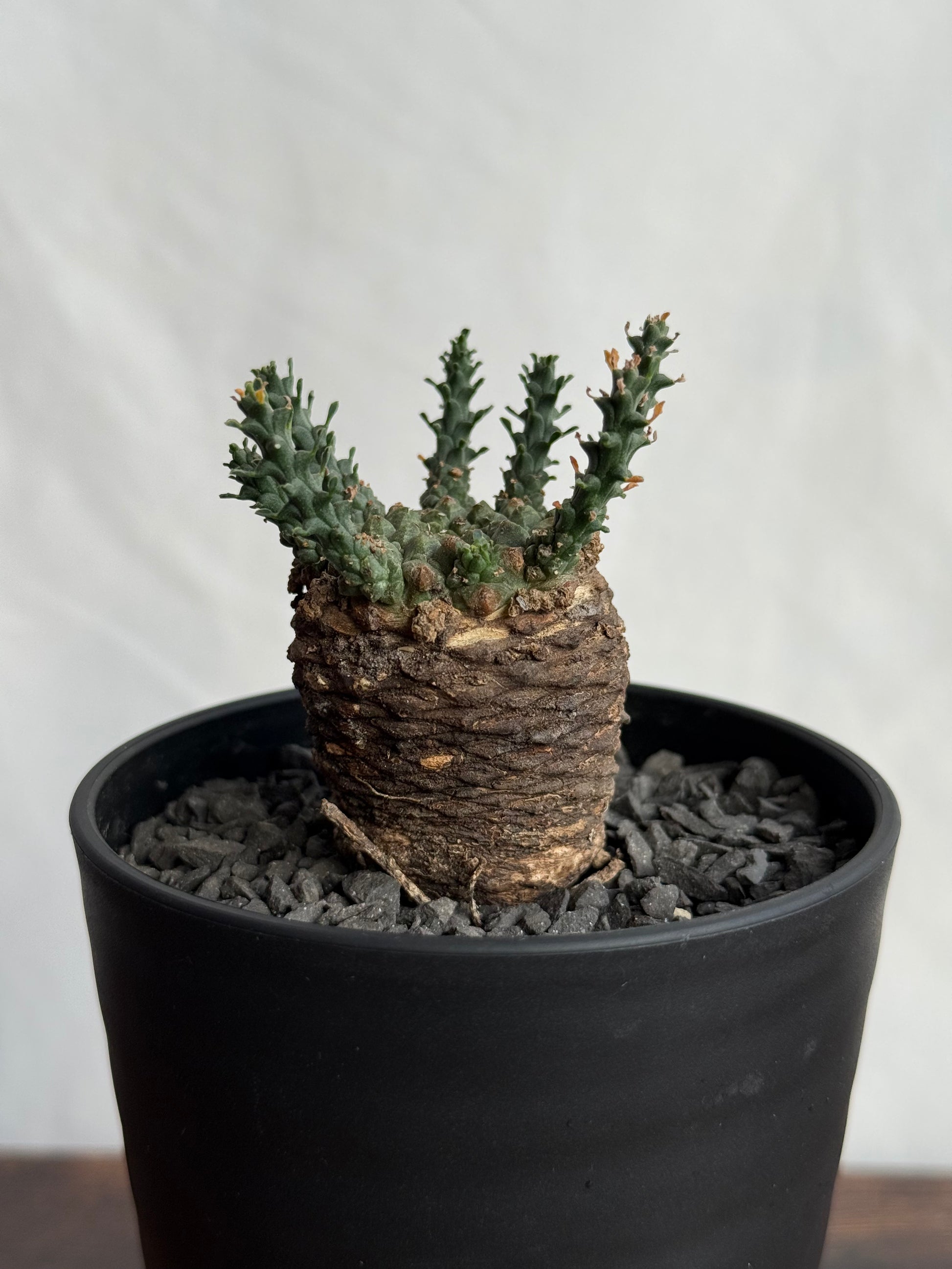 【発根済】ユーフォルビア・ガトベルゲンシス 鷲卵丸 C9