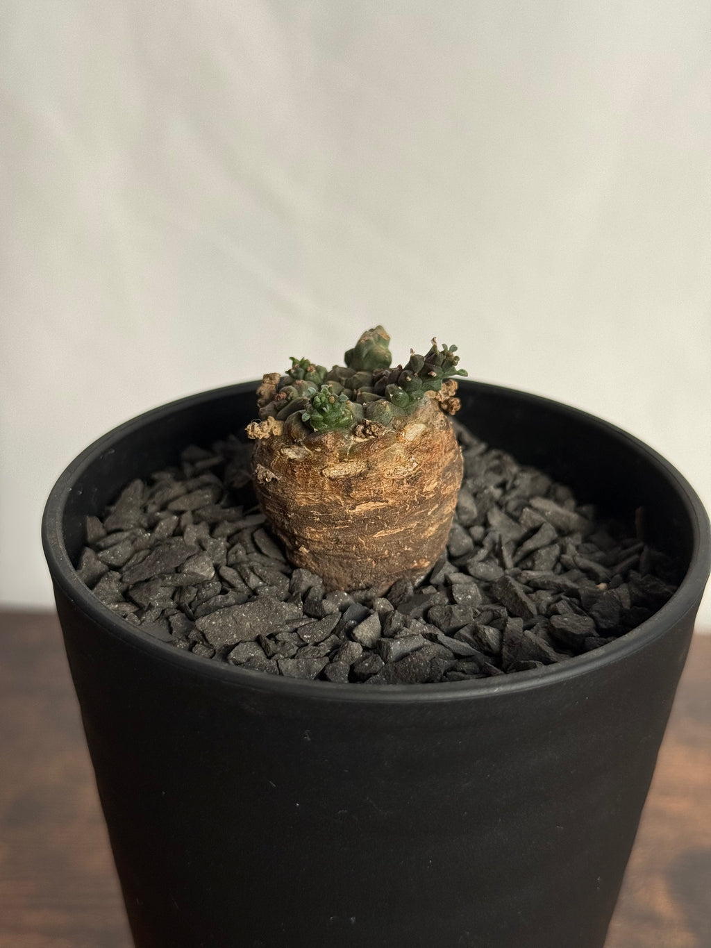 【発根済】ユーフォルビア・ガトベルゲンシス 鷲卵丸 C10