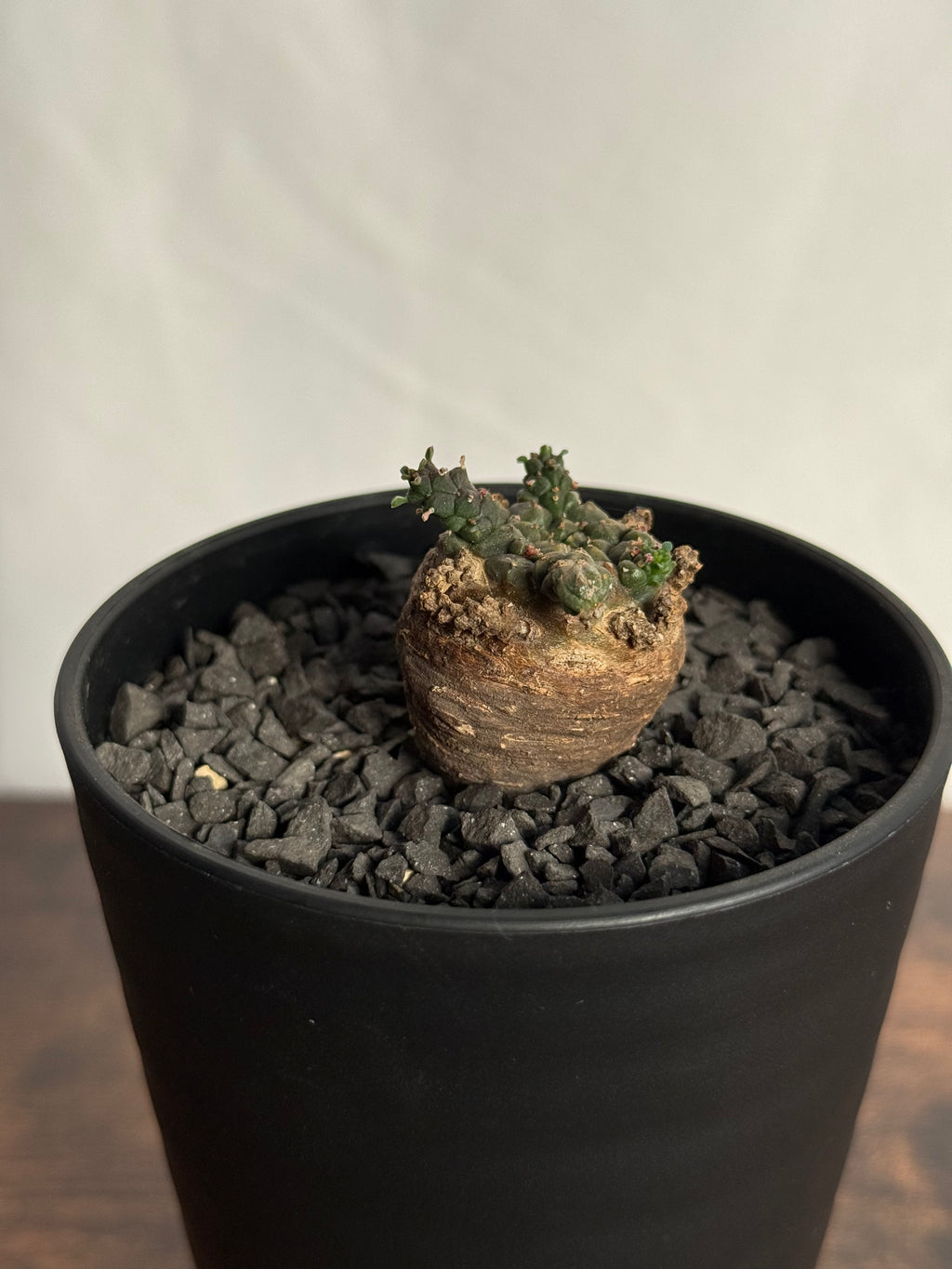 【発根済】ユーフォルビア・ガトベルゲンシス 鷲卵丸 C10