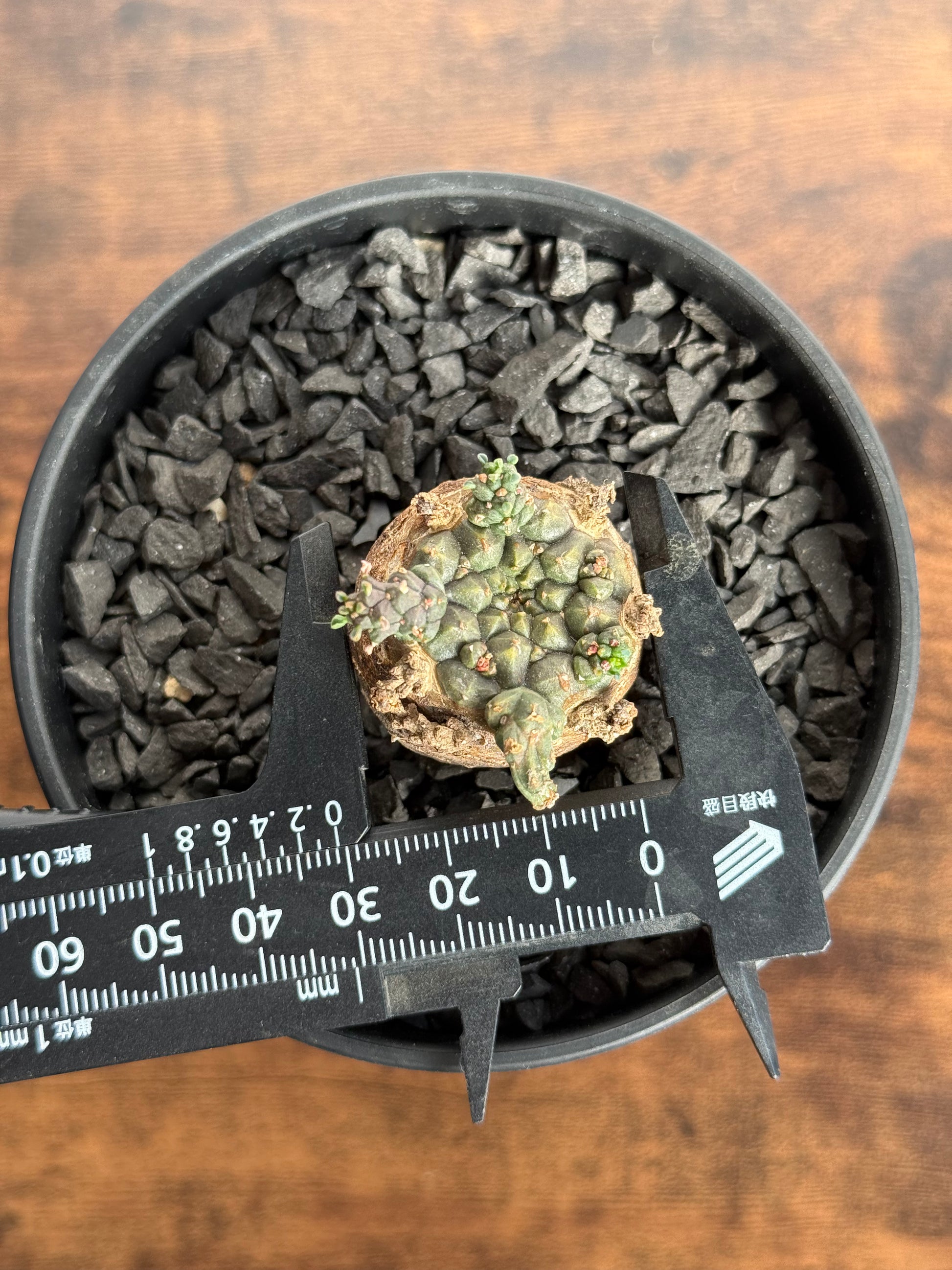 【発根済】ユーフォルビア・ガトベルゲンシス 鷲卵丸 C10