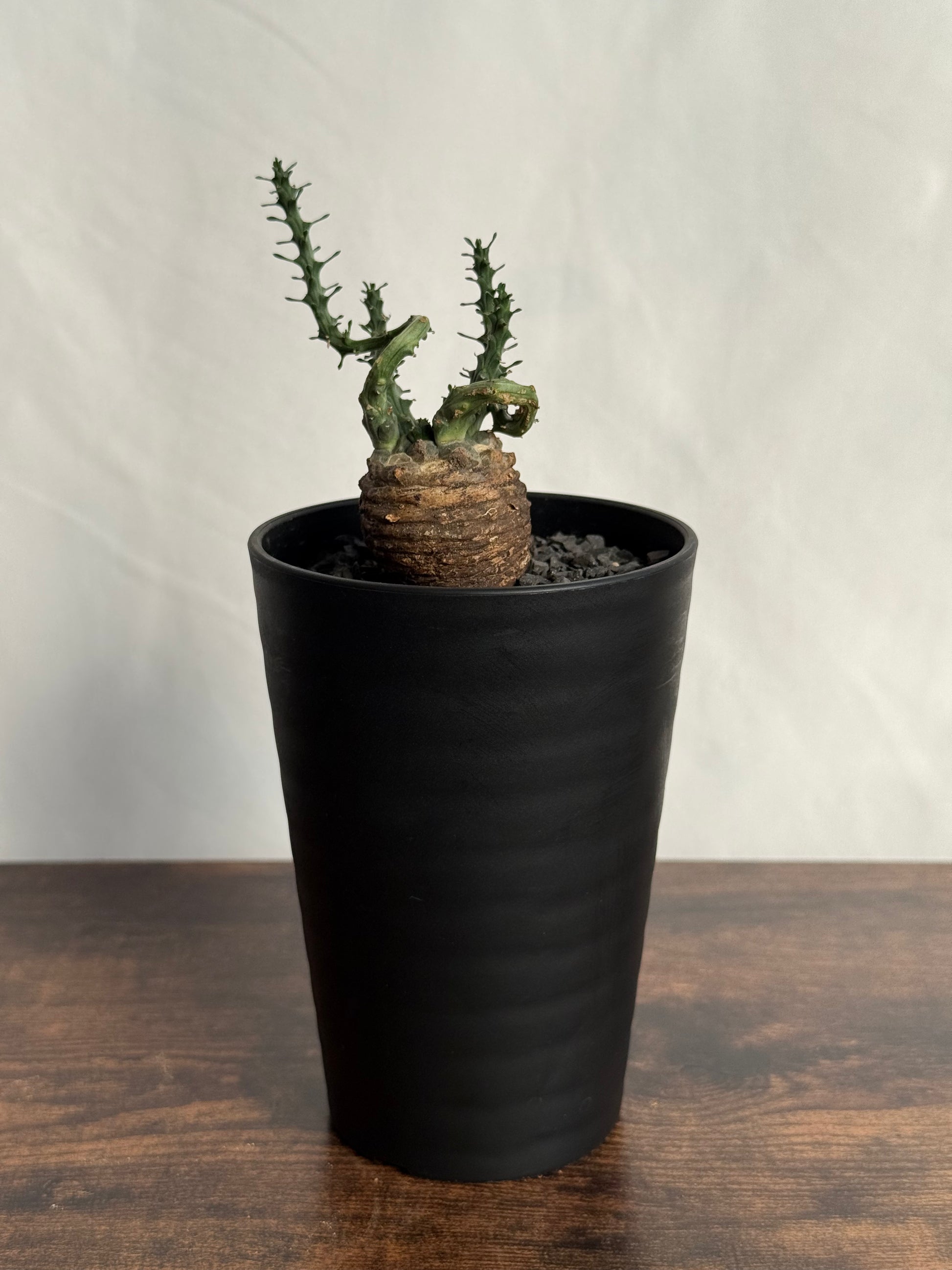 【発根済】ユーフォルビア・ガトベルゲンシス 鷲卵丸 C11