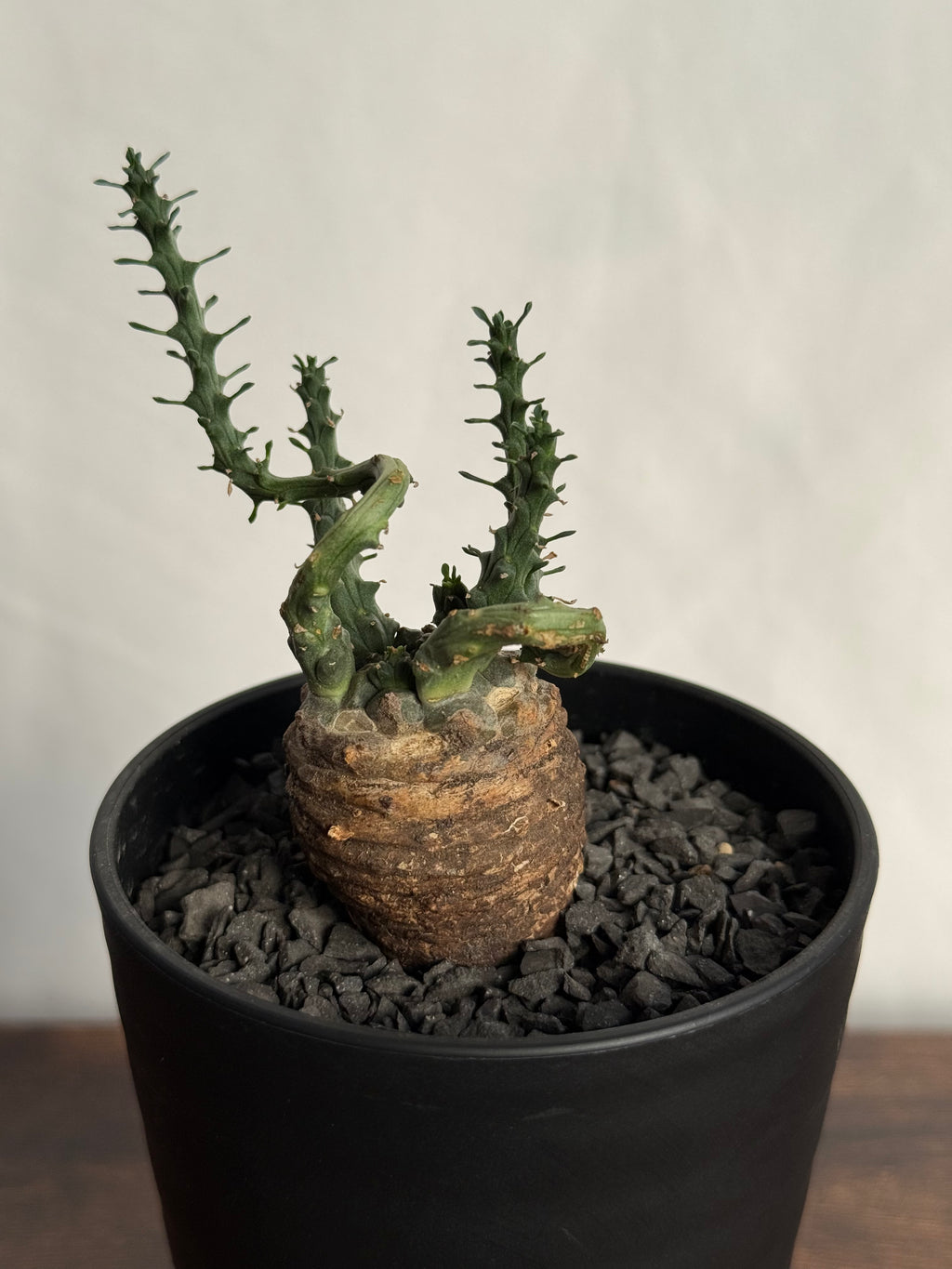 【発根済】ユーフォルビア・ガトベルゲンシス 鷲卵丸 C11