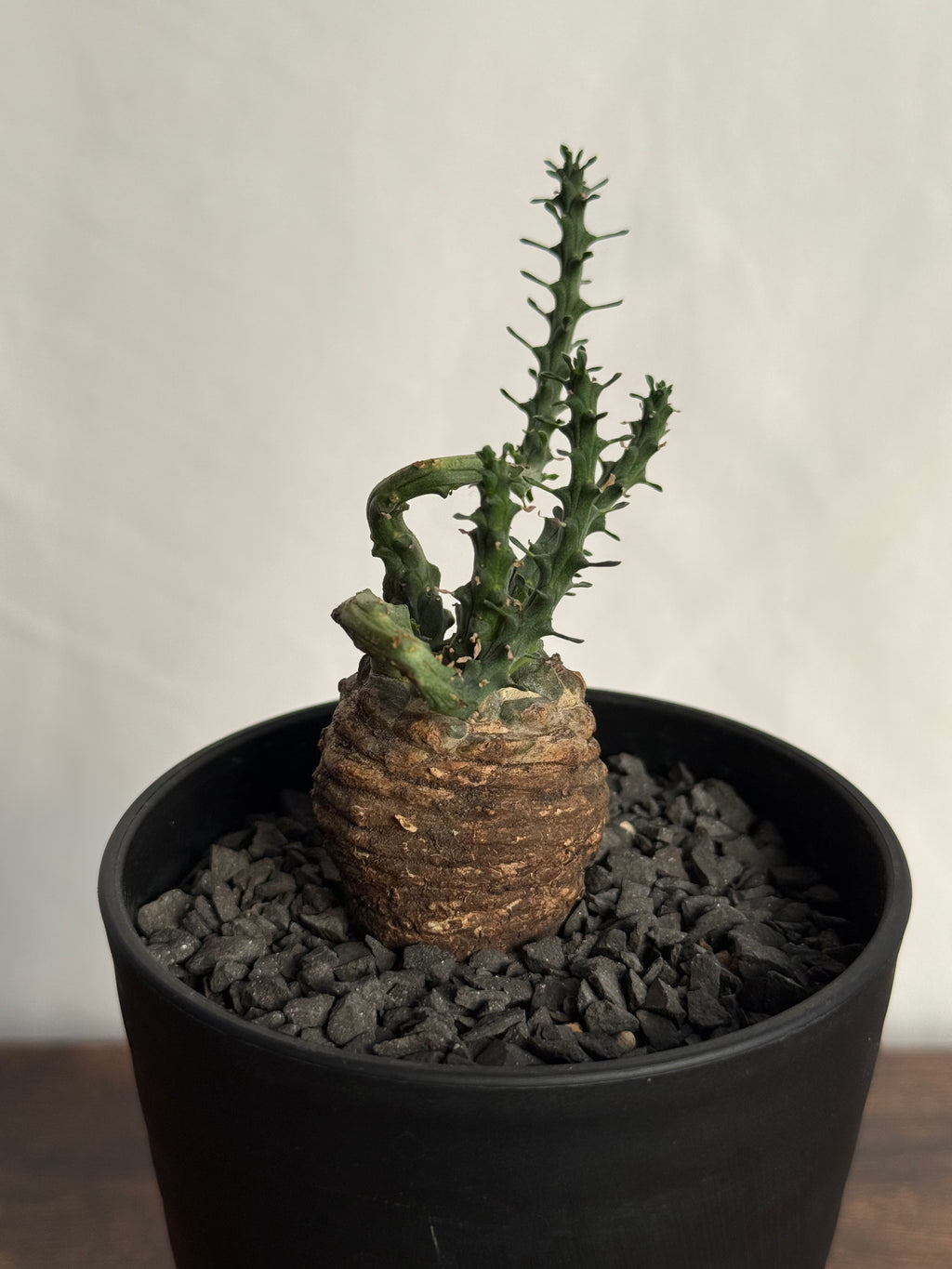 【発根済】ユーフォルビア・ガトベルゲンシス 鷲卵丸 C11