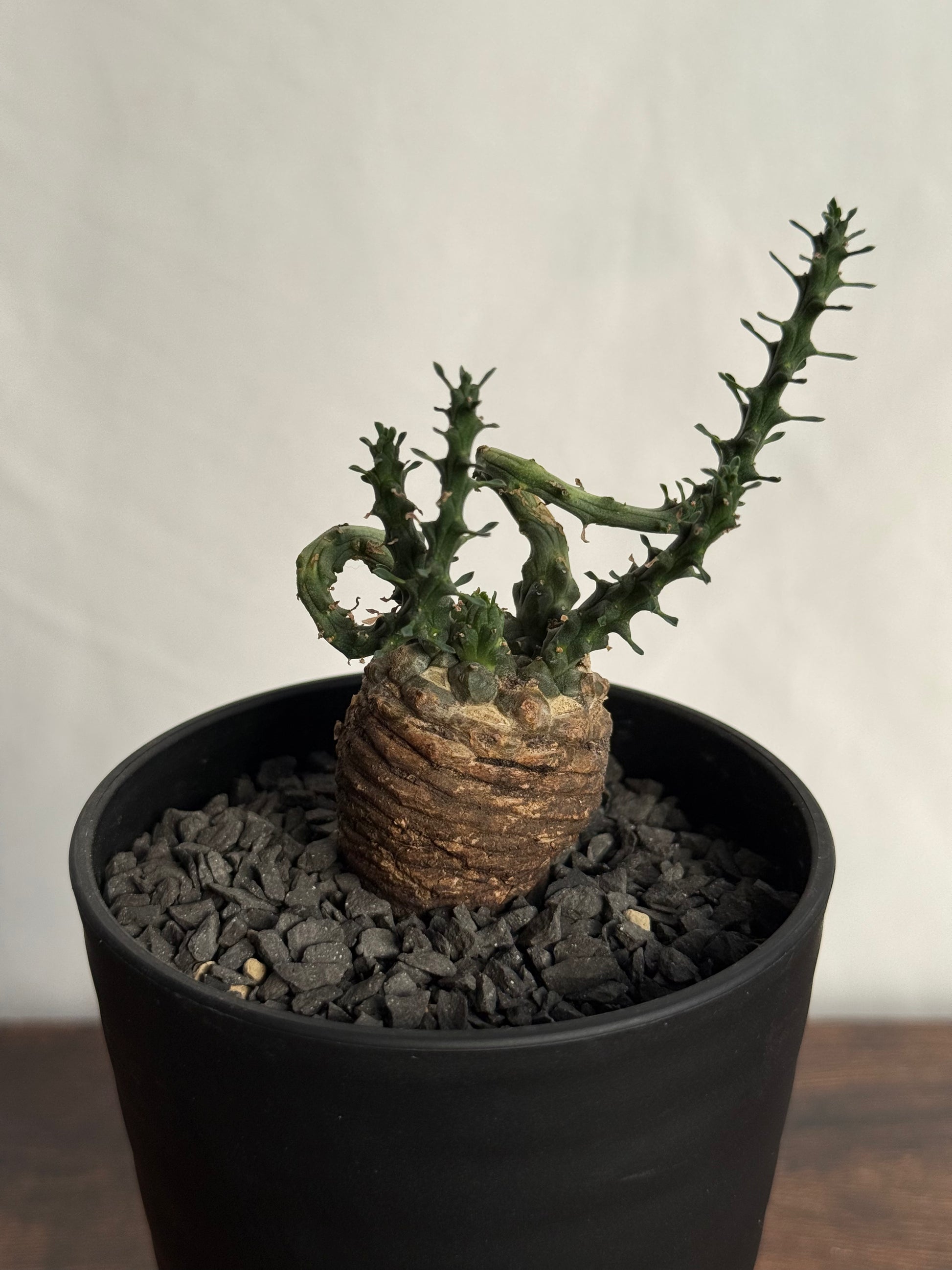 【発根済】ユーフォルビア・ガトベルゲンシス 鷲卵丸 C11