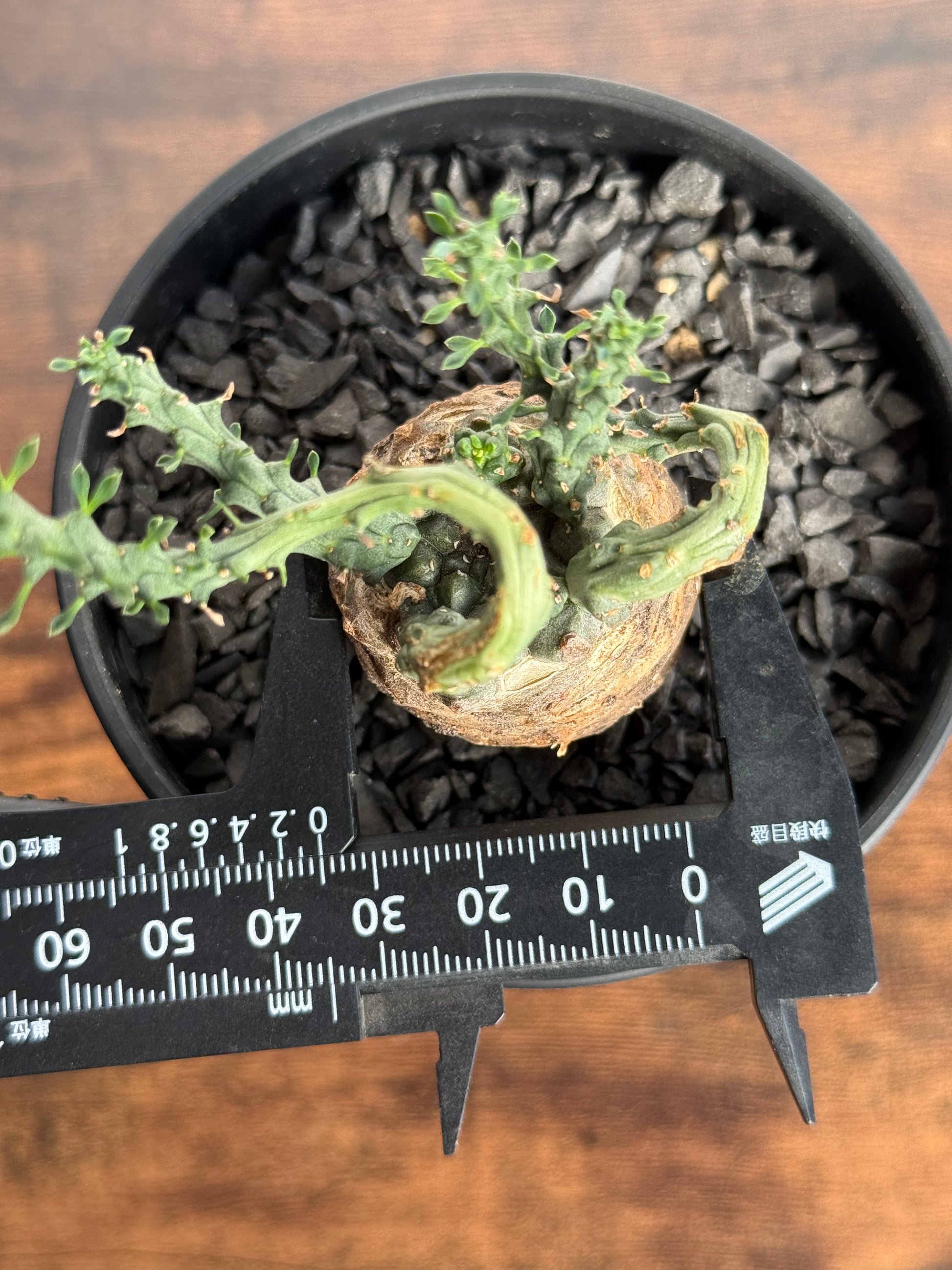 【発根済】ユーフォルビア・ガトベルゲンシス 鷲卵丸 C11