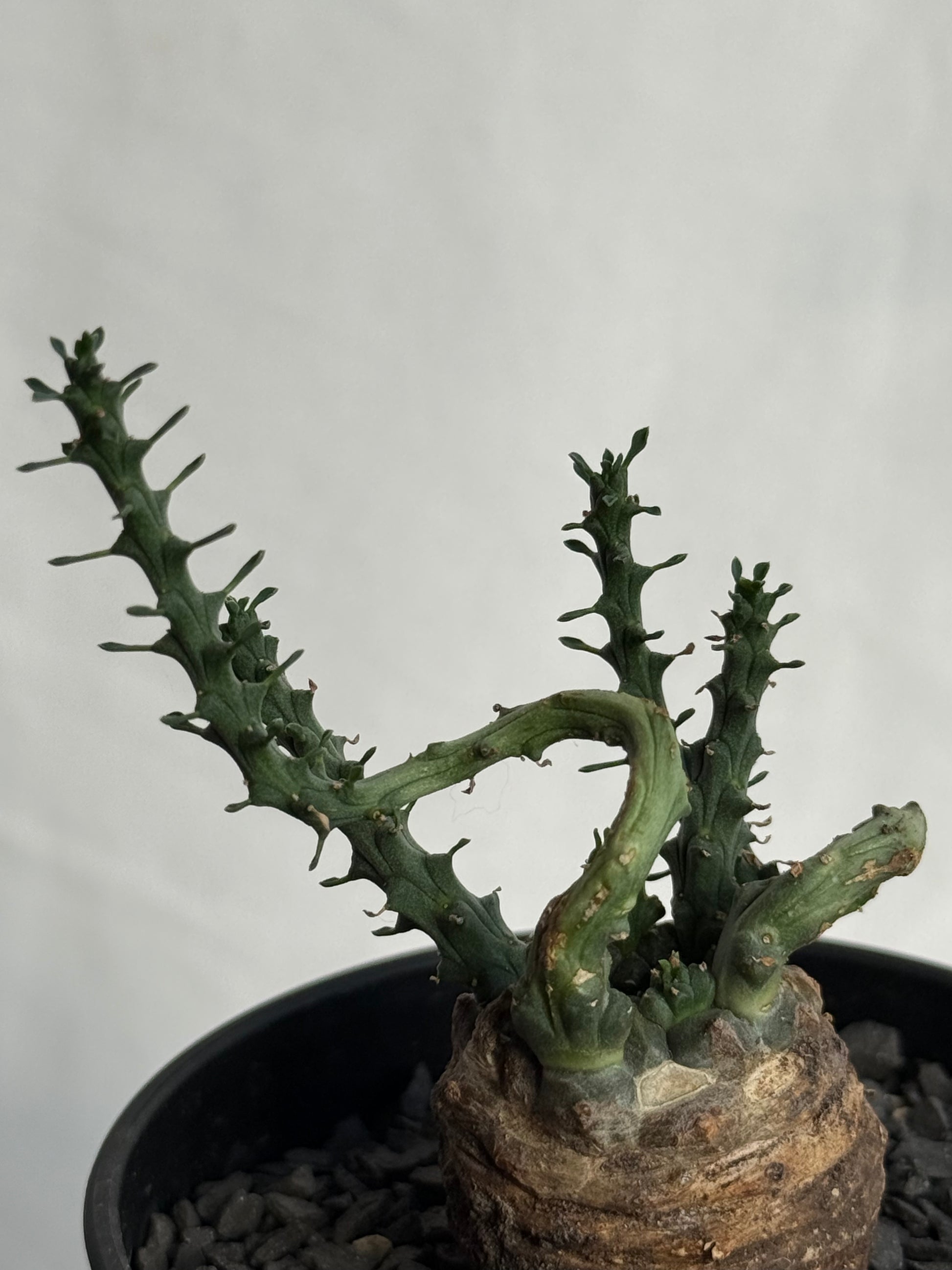 【発根済】ユーフォルビア・ガトベルゲンシス 鷲卵丸 C11