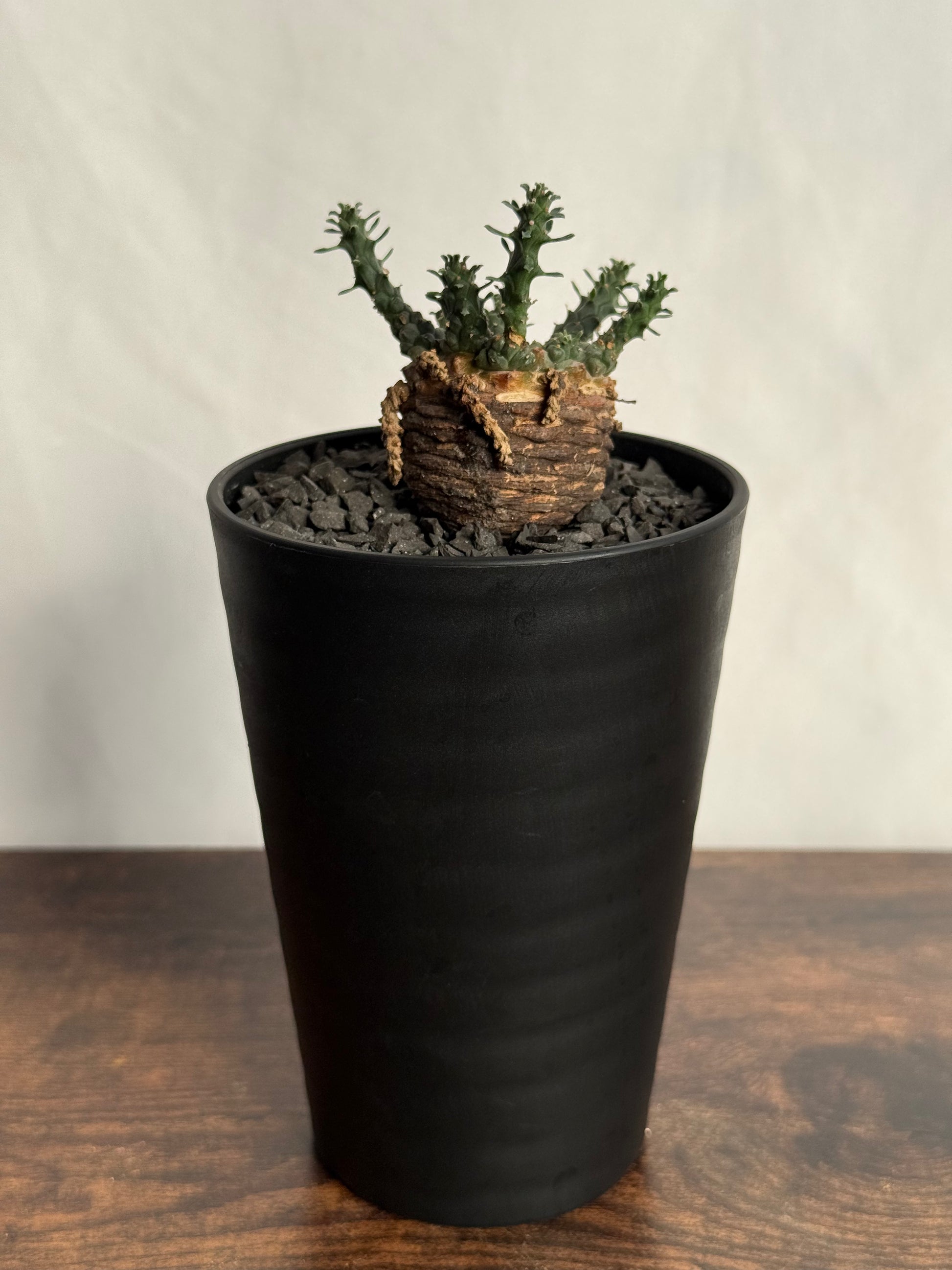 【発根済】ユーフォルビア・ガトベルゲンシス 鷲卵丸 C12