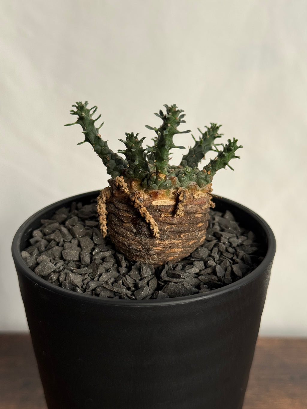 【発根済】ユーフォルビア・ガトベルゲンシス 鷲卵丸 C12