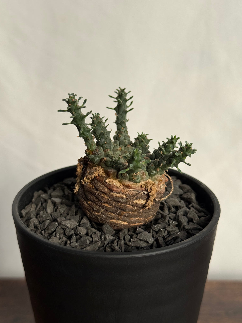 【発根済】ユーフォルビア・ガトベルゲンシス 鷲卵丸 C12