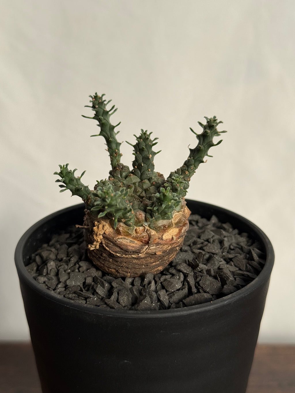 【発根済】ユーフォルビア・ガトベルゲンシス 鷲卵丸 C12