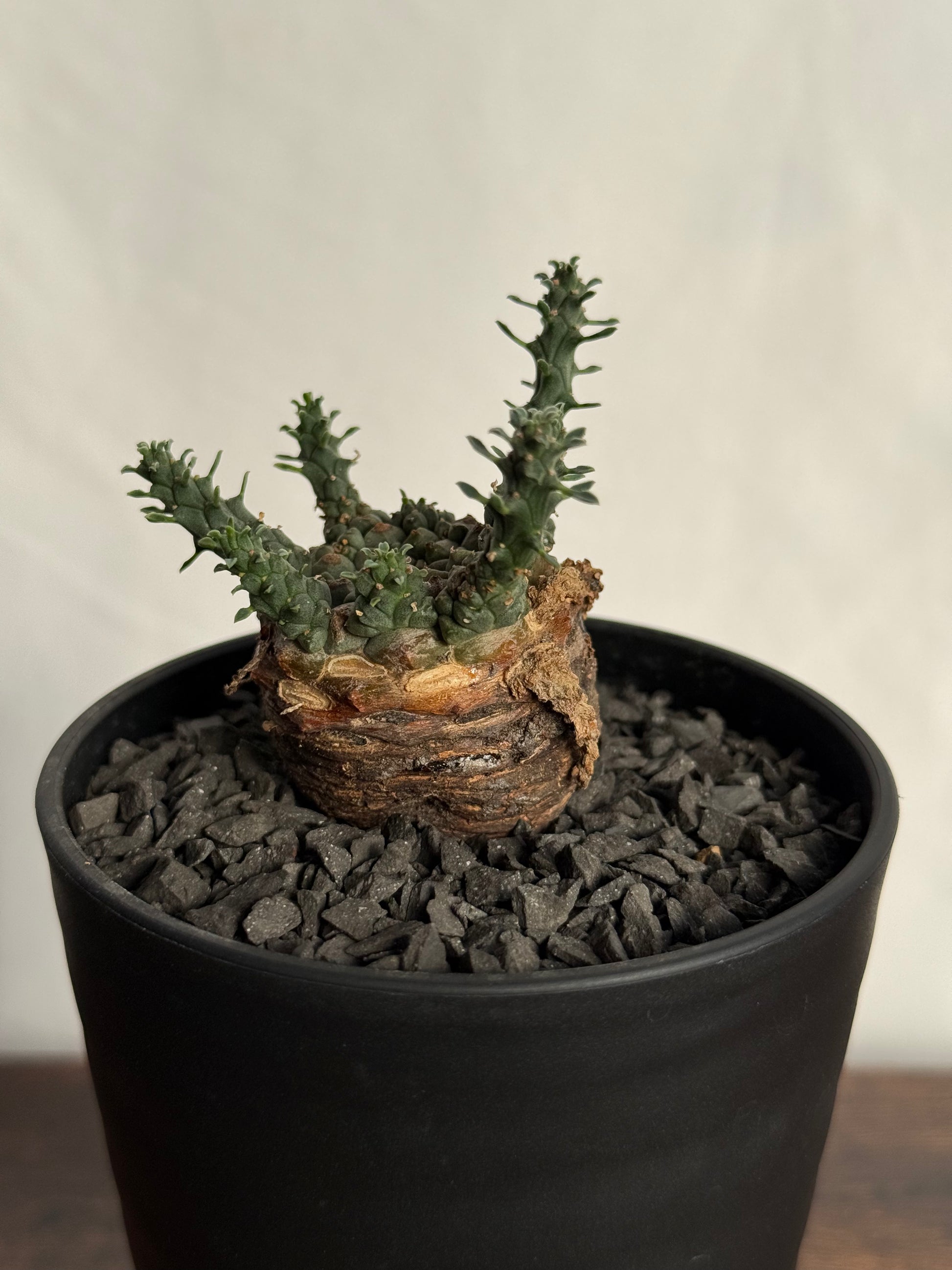 【発根済】ユーフォルビア・ガトベルゲンシス 鷲卵丸 C12