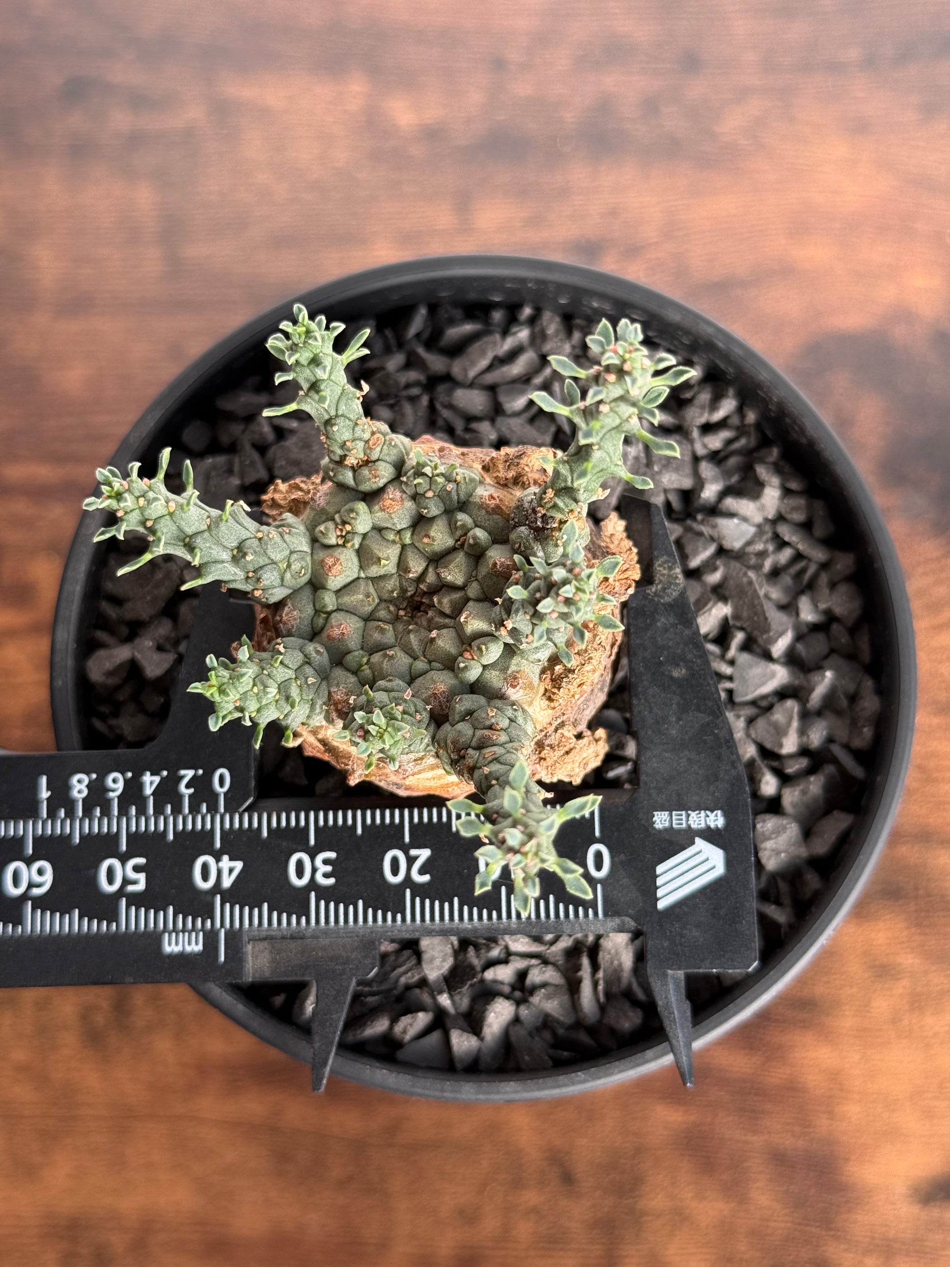 【発根済】ユーフォルビア・ガトベルゲンシス 鷲卵丸 C12