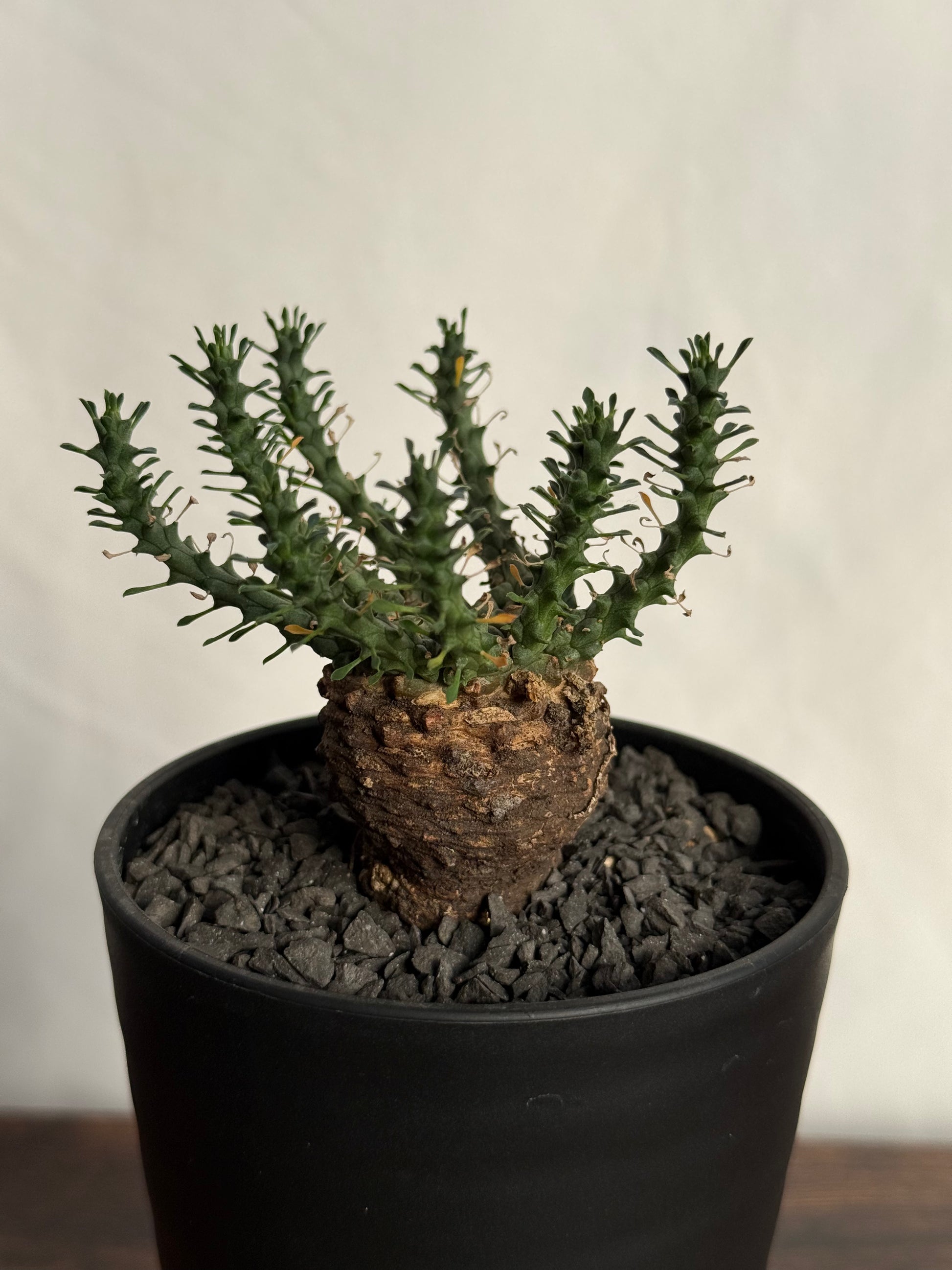 【発根済】ユーフォルビア・ガトベルゲンシス 鷲卵丸 C13