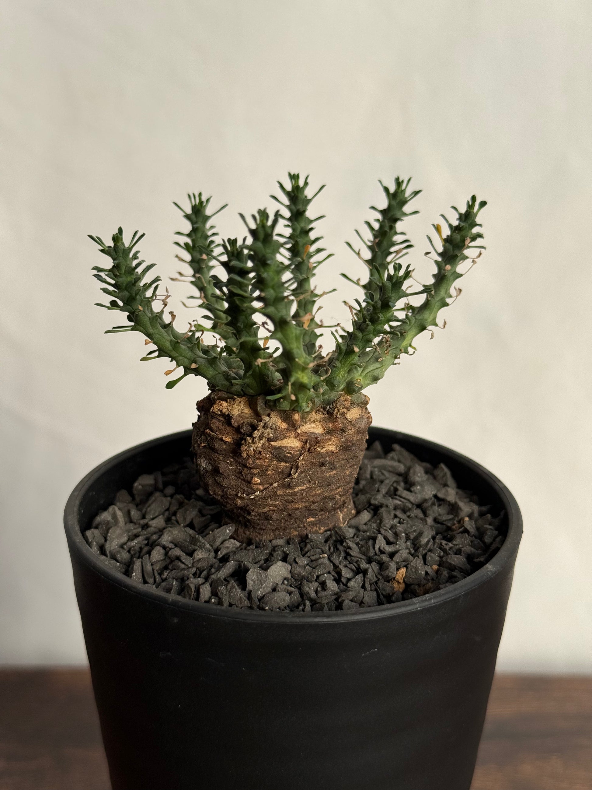 【発根済】ユーフォルビア・ガトベルゲンシス 鷲卵丸 C13