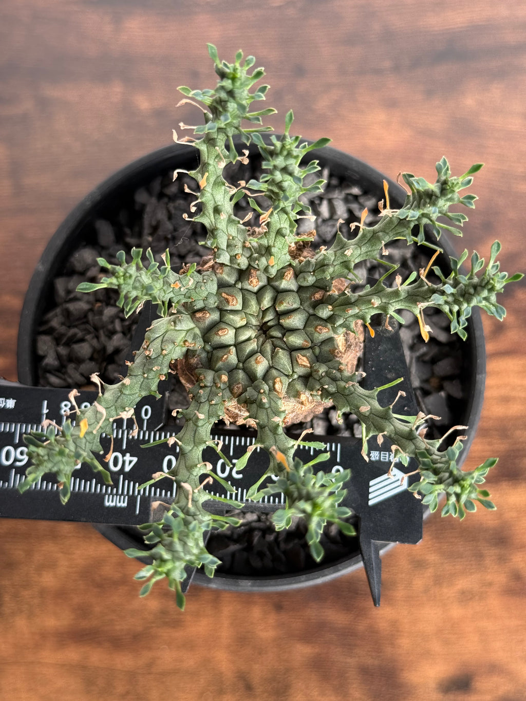 【発根済】ユーフォルビア・ガトベルゲンシス 鷲卵丸 C13