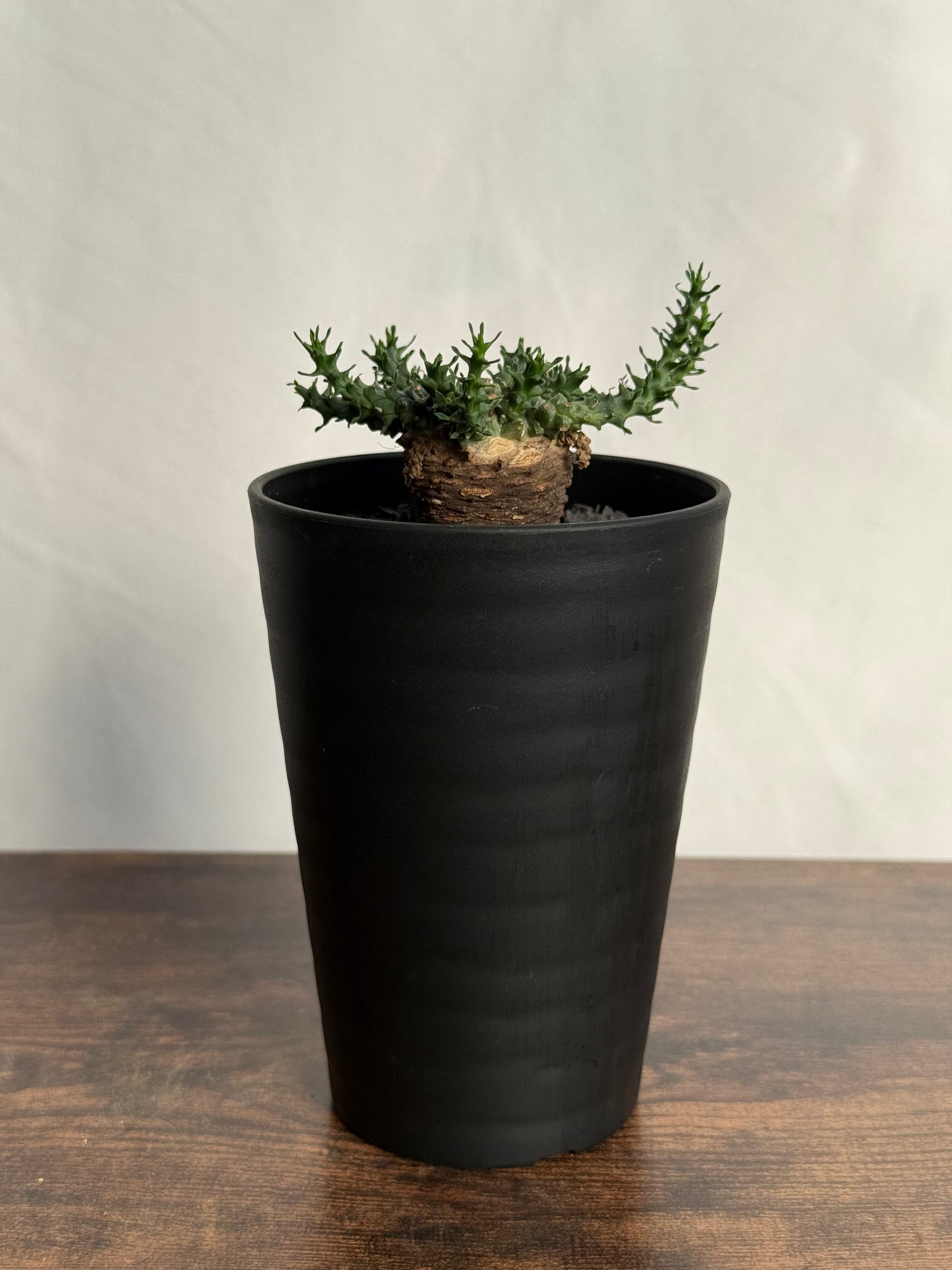 【発根済】ユーフォルビア・ガトベルゲンシス 鷲卵丸 C14