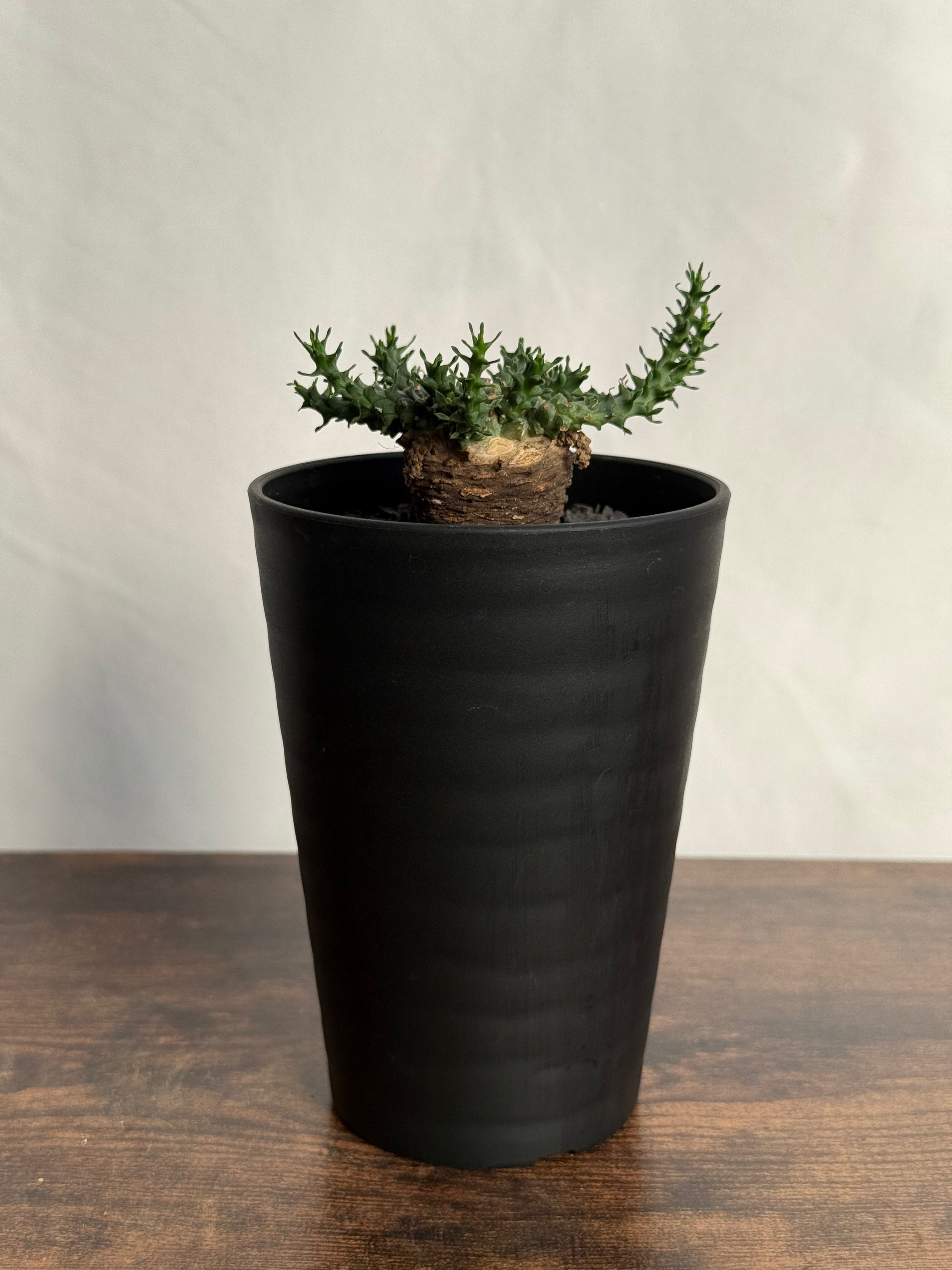 【発根済】ユーフォルビア・ガトベルゲンシス 鷲卵丸 C14