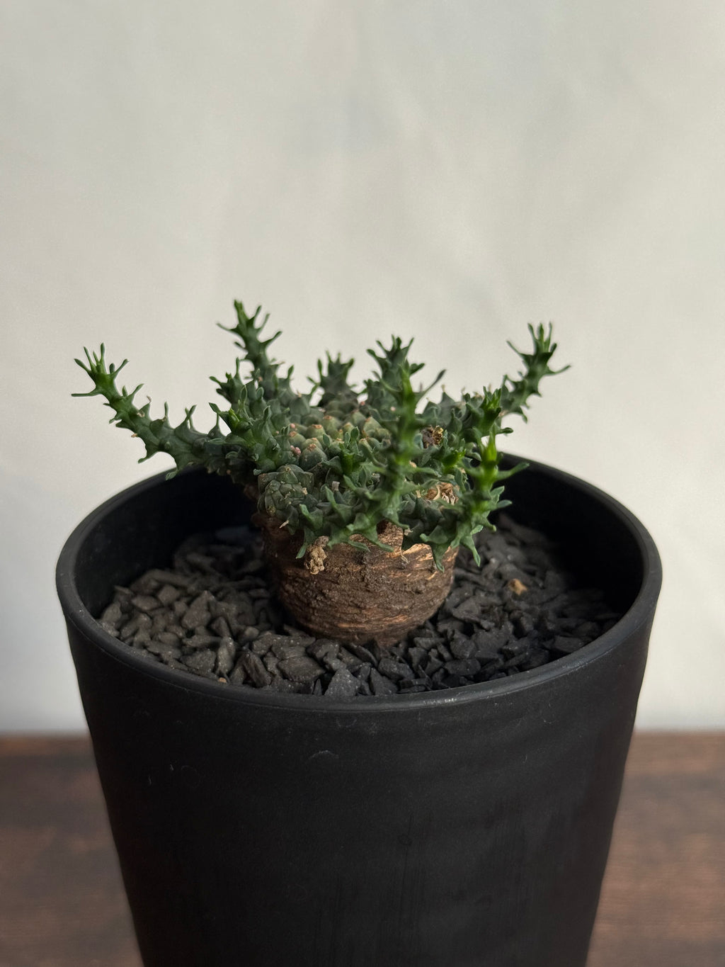 【発根済】ユーフォルビア・ガトベルゲンシス 鷲卵丸 C14