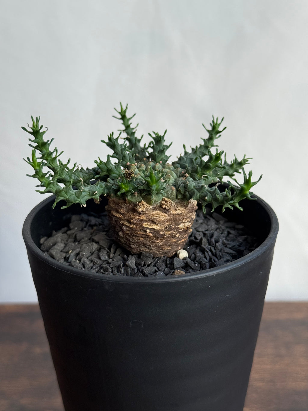 【発根済】ユーフォルビア・ガトベルゲンシス 鷲卵丸 C14