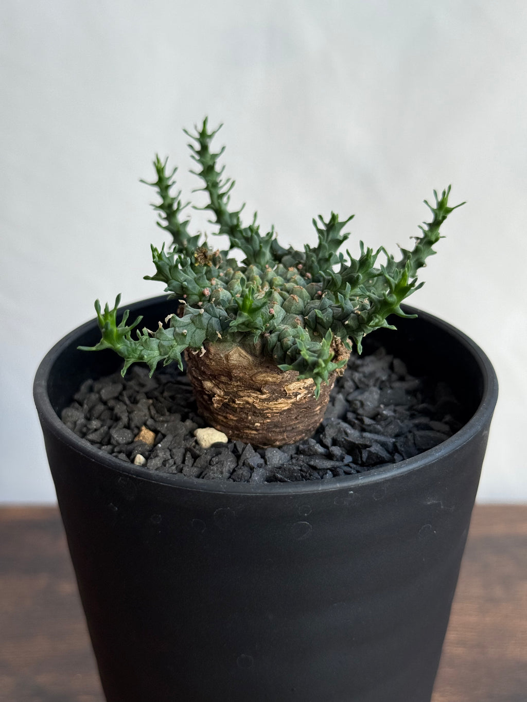 【発根済】ユーフォルビア・ガトベルゲンシス 鷲卵丸 C14