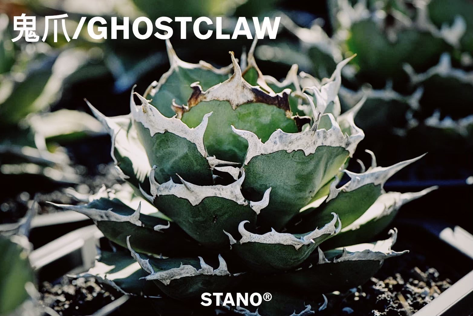 【Stano.Lab】<br>アガベ チタノタ<br> '鬼爪'