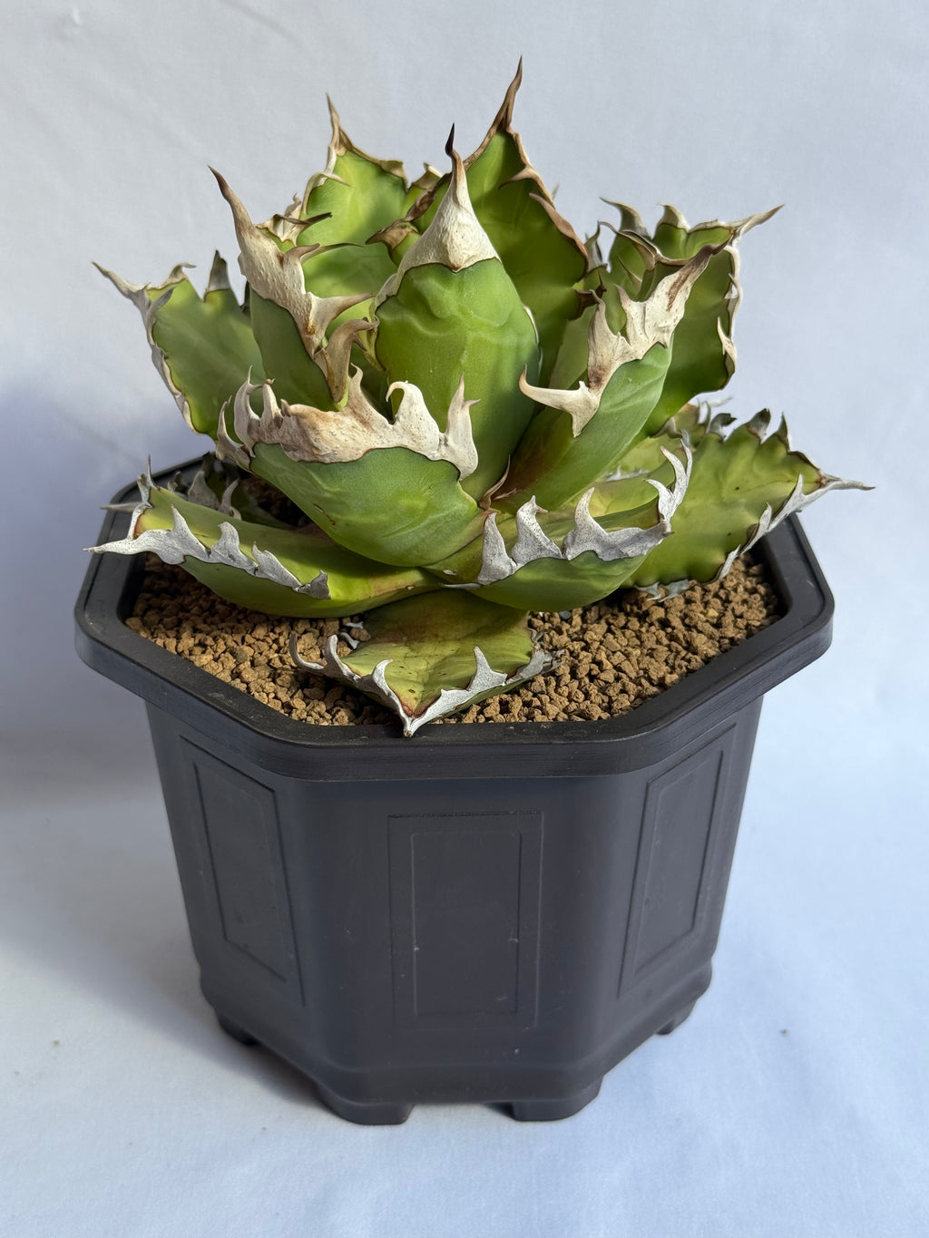 【Stano.Lab】<br>アガベ チタノタ<br> 'レッド　キャッツ' GT-15