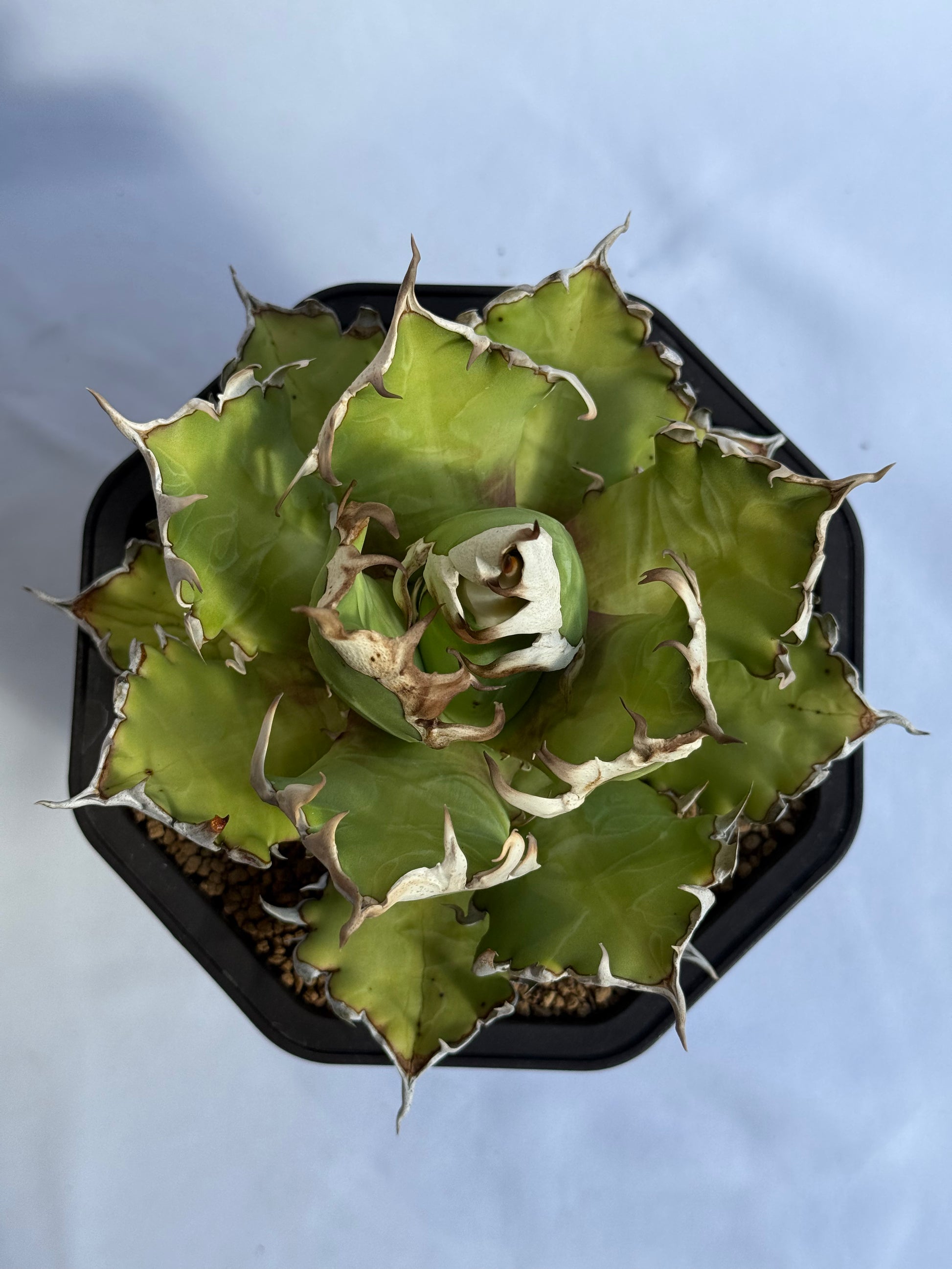 【Stano.Lab】<br>アガベ チタノタ<br> 'レッド　キャッツ' GT-15