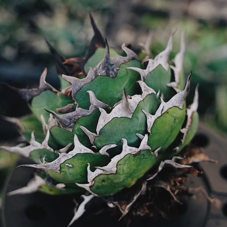 【Stano.Lab】<br>アガベ チタノタ<br> 'ハデス'GT-6