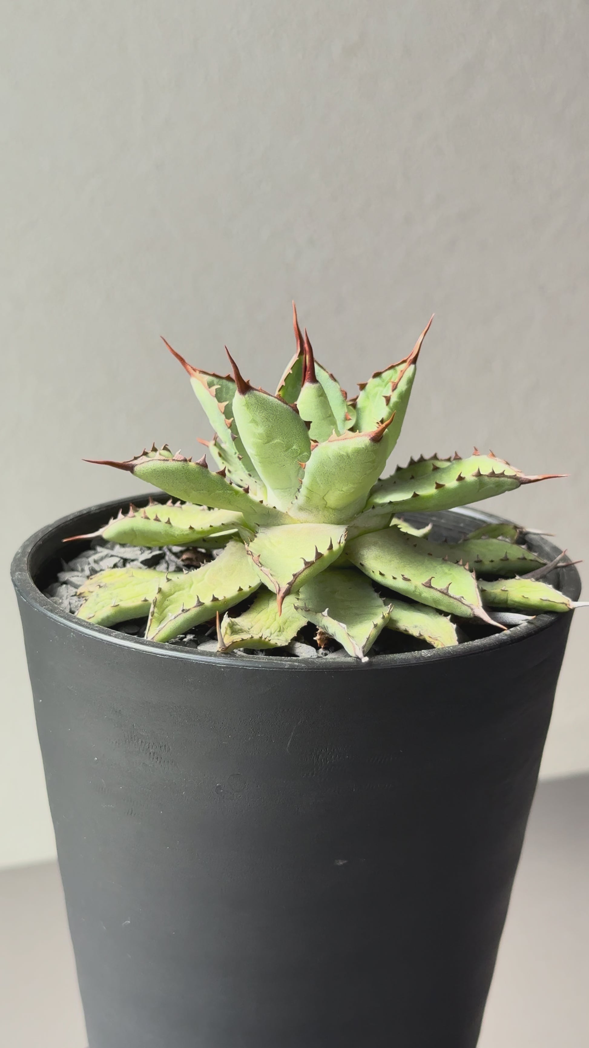 【Stano.Lab】<br>アガベ ハイブリッド<br> 吉祥冠 x 瀧雷 GL028