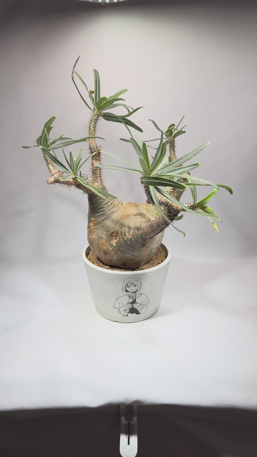 【発根済】パキポディウム・ロスラツム グラキリス C2