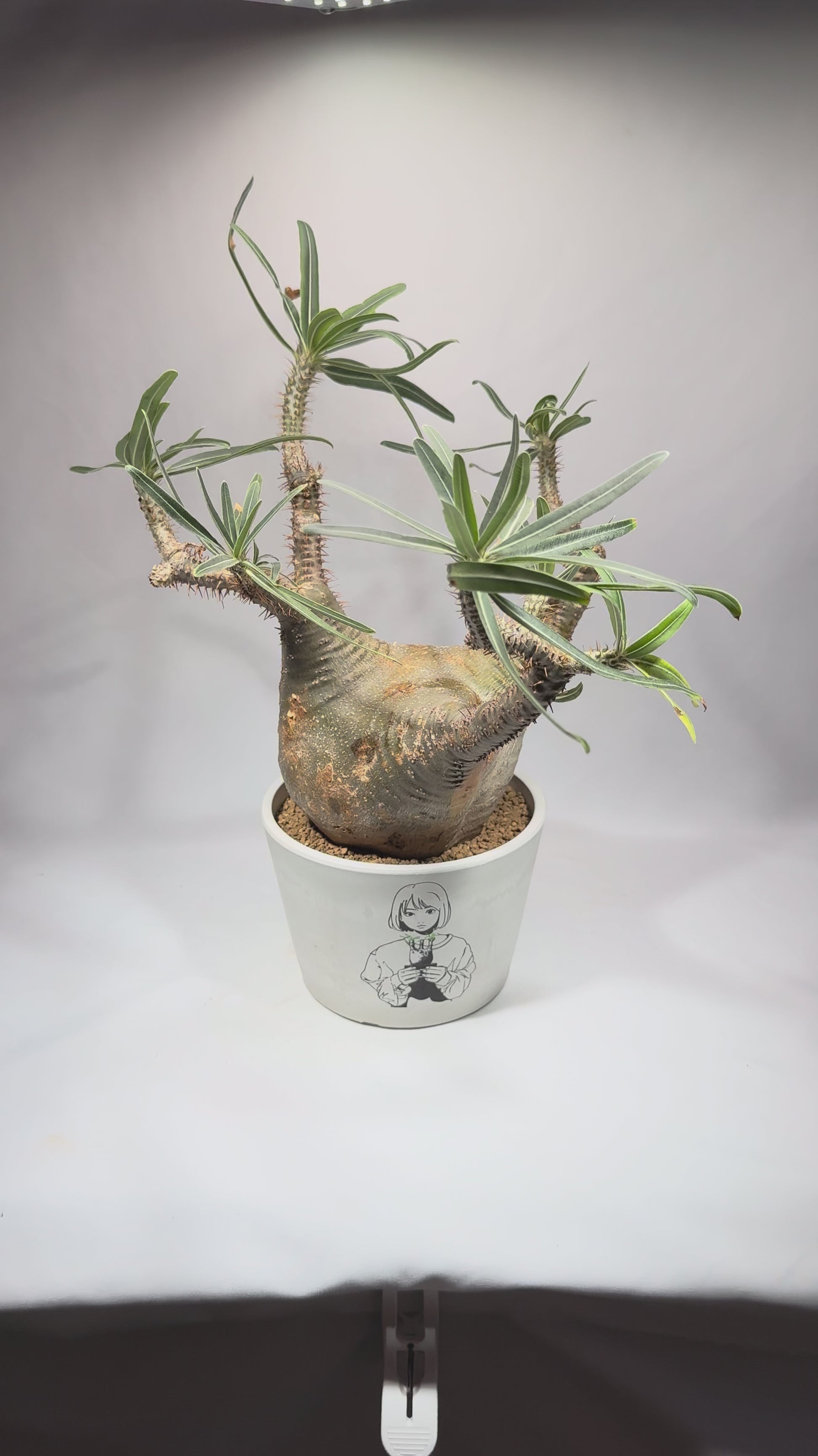 【発根済】パキポディウム・ロスラツム グラキリス C2