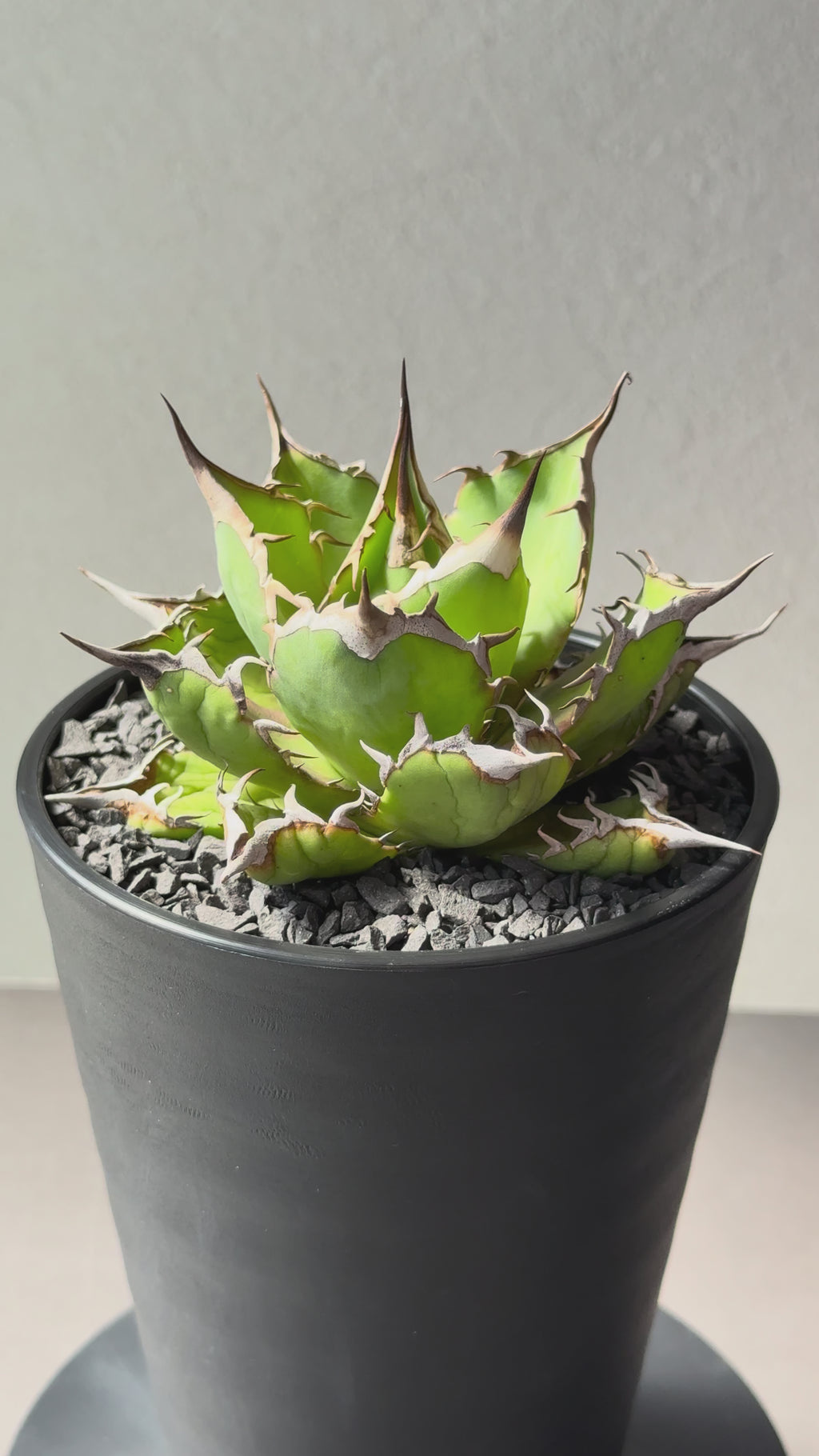 【Stano.Lab】<br>アガベ チタノタ<br> 'フィッシュ ボーン' GT-4