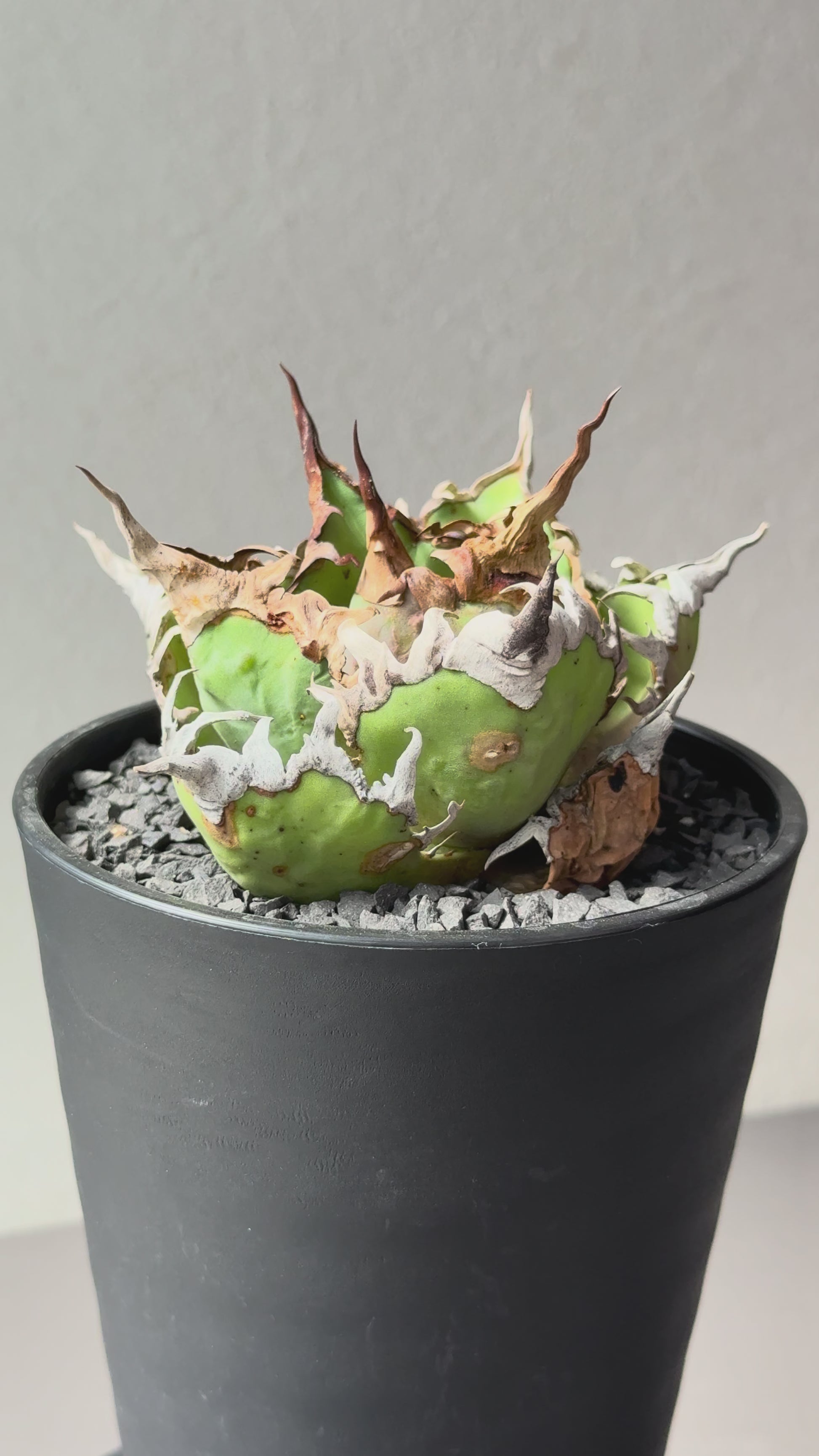 【Stano.Lab】<br>アガベ チタノタ<br> 'シーザー' GT-30