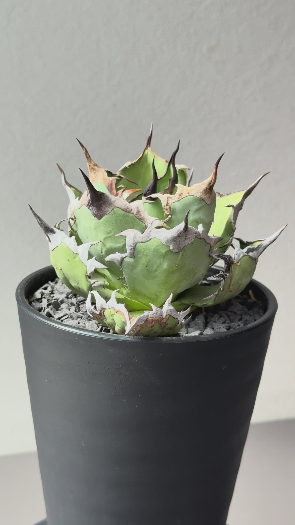 【Stano.Lab】<br>アガベ チタノタ<br> 'カゲザメ'