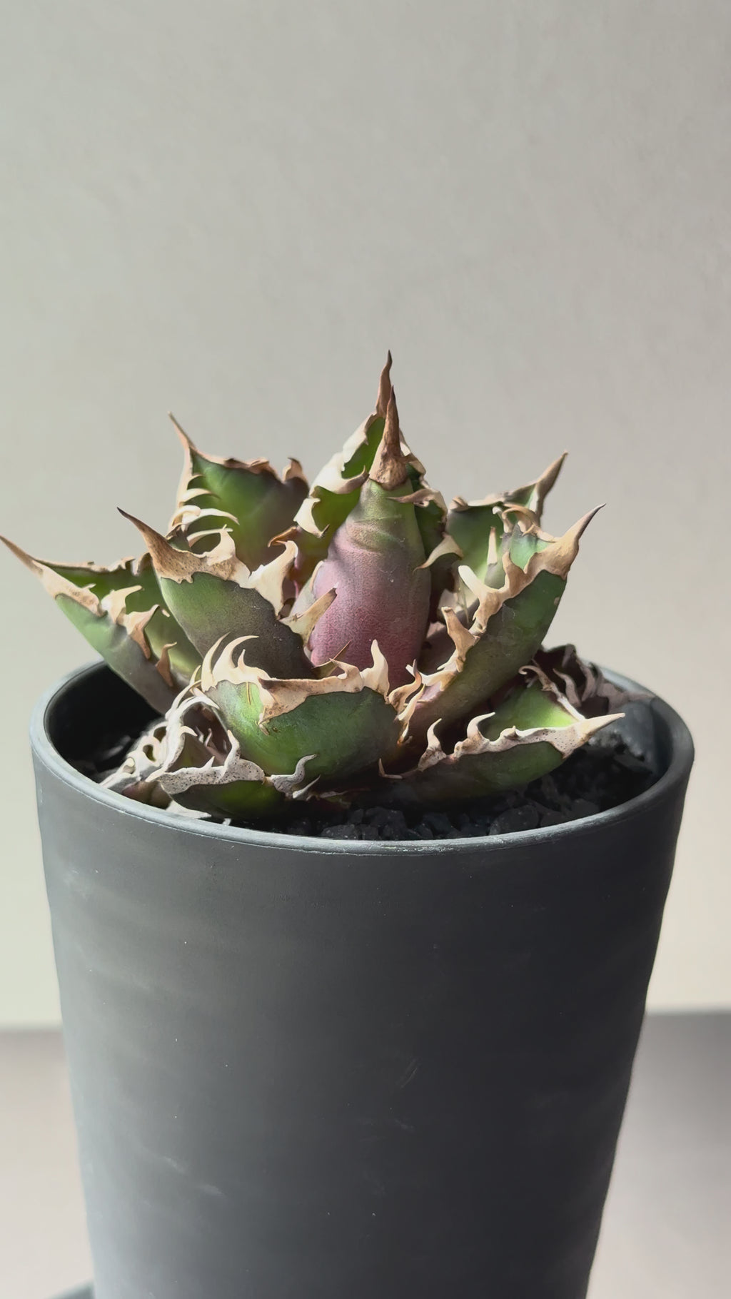 【Stano.Lab】<br>アガベ チタノタ<br> 'レッド　キャッツ' GT-14